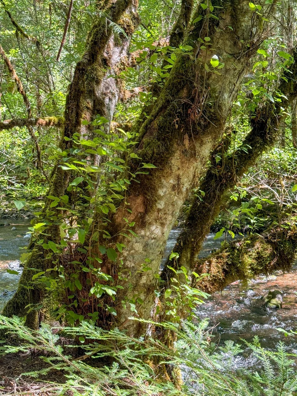 Big red alder