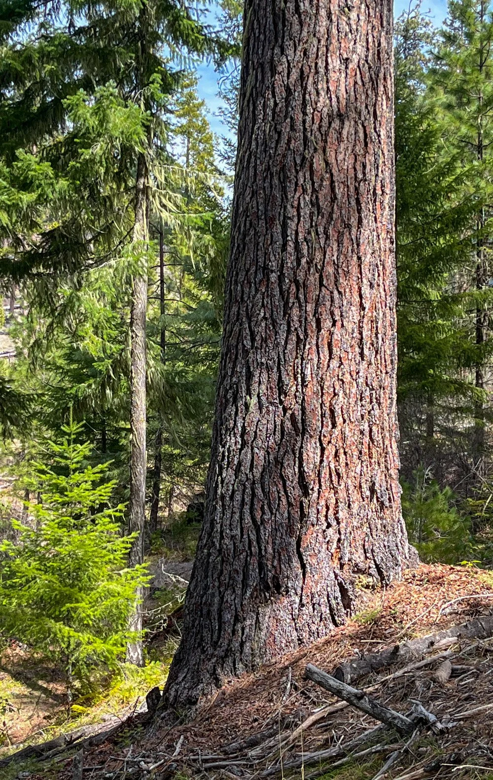 Huge sugar pine