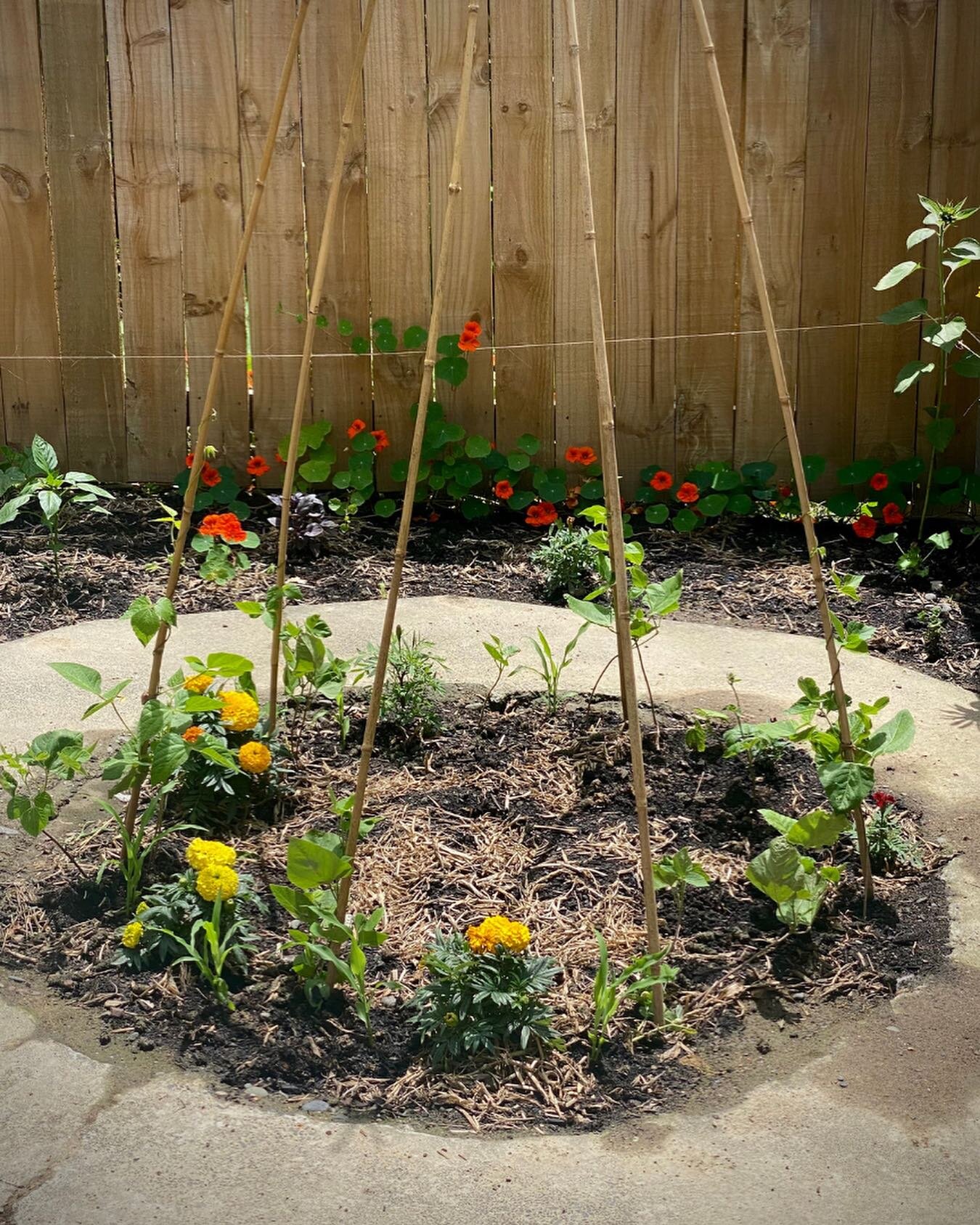 I'm not really one for planting my veggie patch in rows- I've always been of the mindset of packing as much food as possible in the space. I'm not worried about whether it's in a traditional veggie bed, a skinny garden path or containers. Over years 