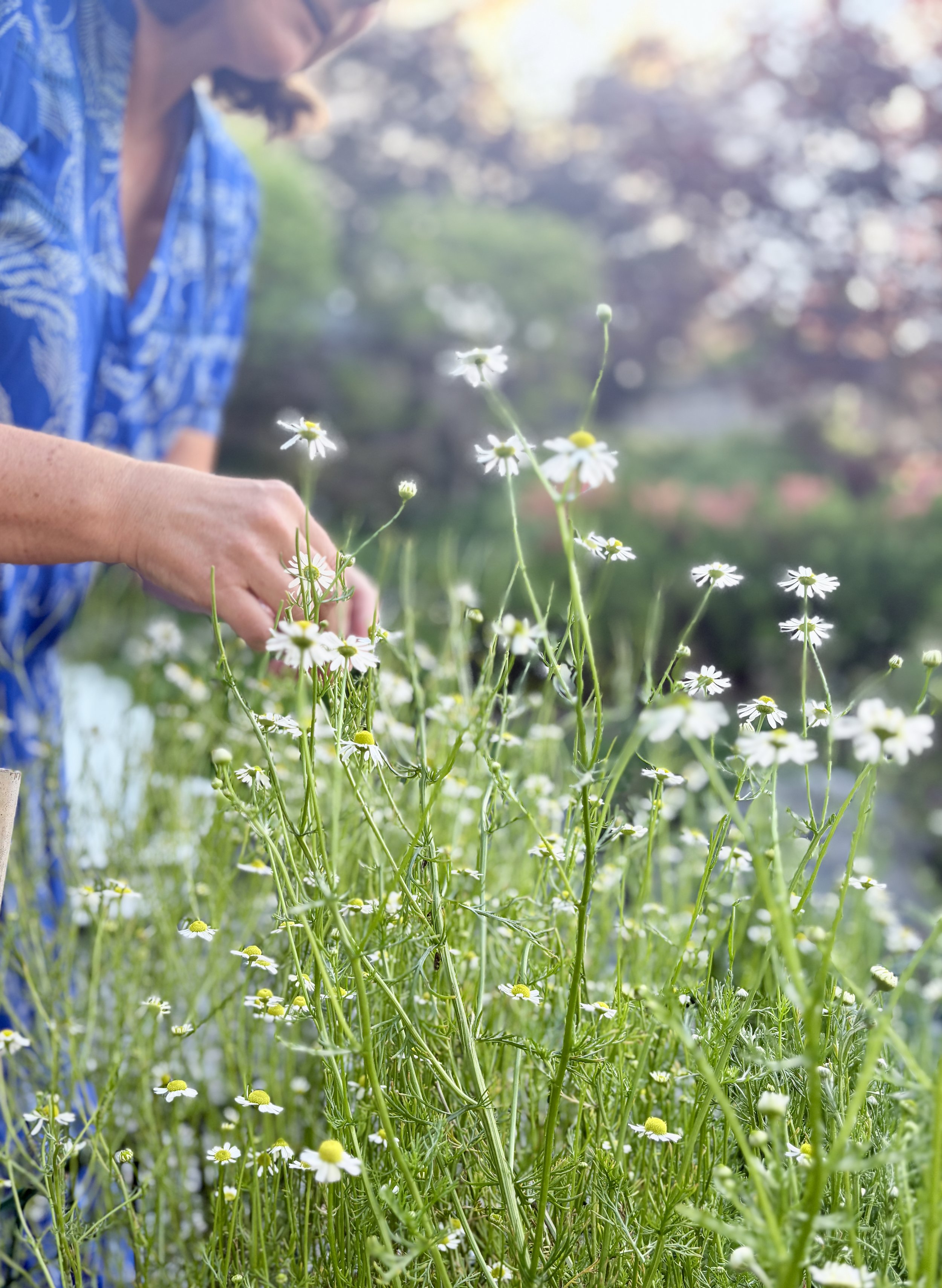 A person in a blue patterned shirt tending to a field of small white daisies with yellow centers, with trees and sunlight in the background.