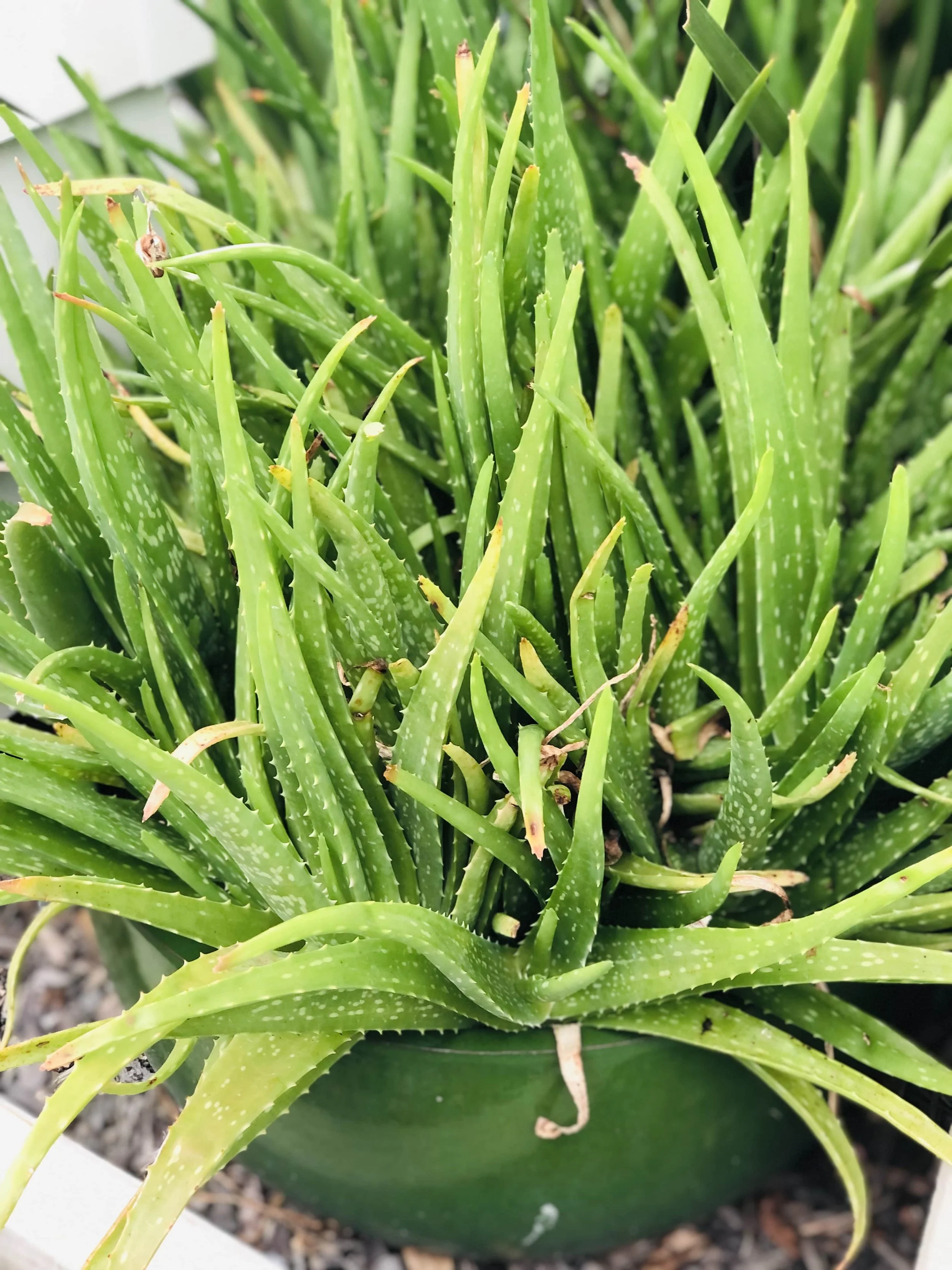 Aloe vera botanical used in Kawakawa and Aloe Soap, NZ