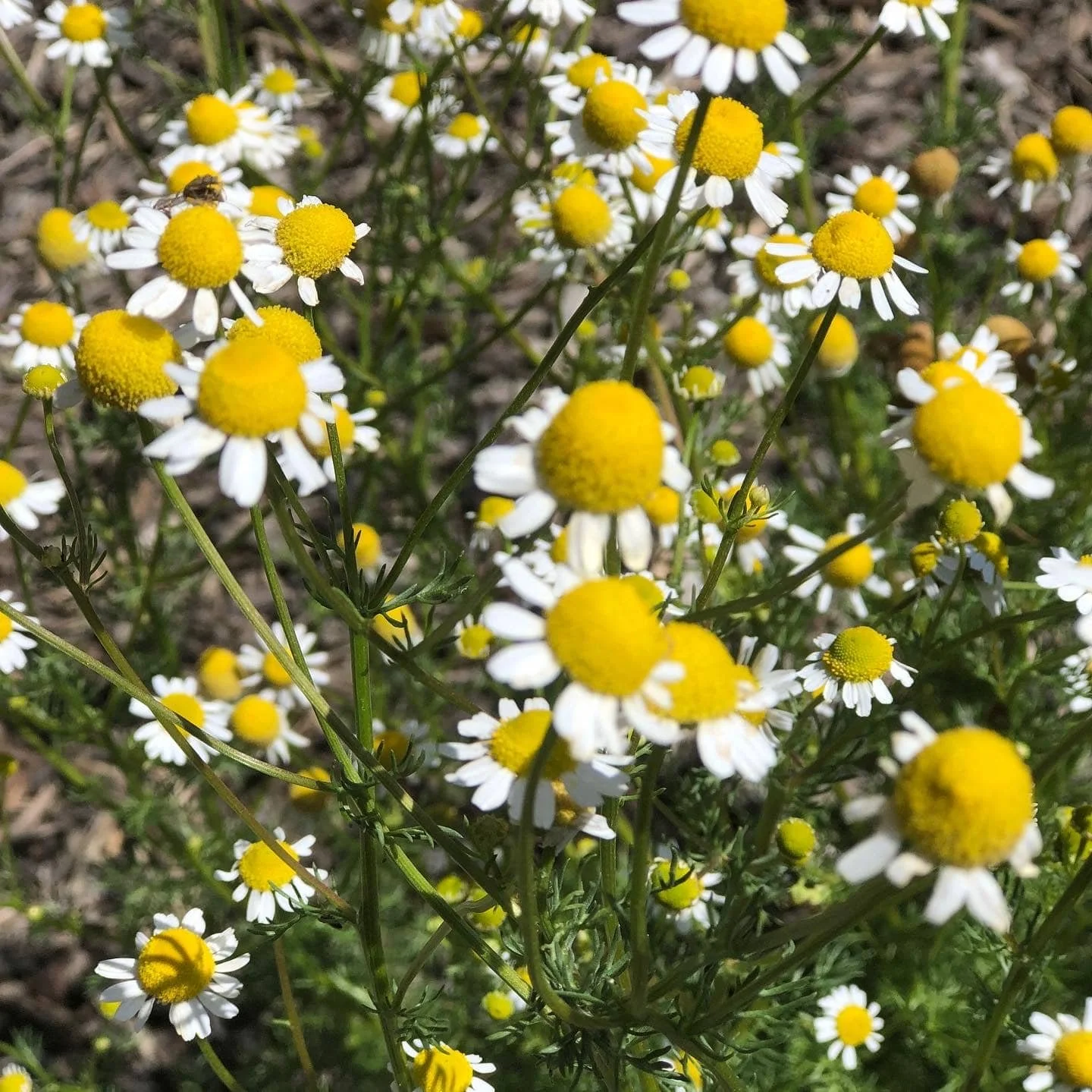 Chamomile botanical used in Lavender Dreams Bath Salts, NZ