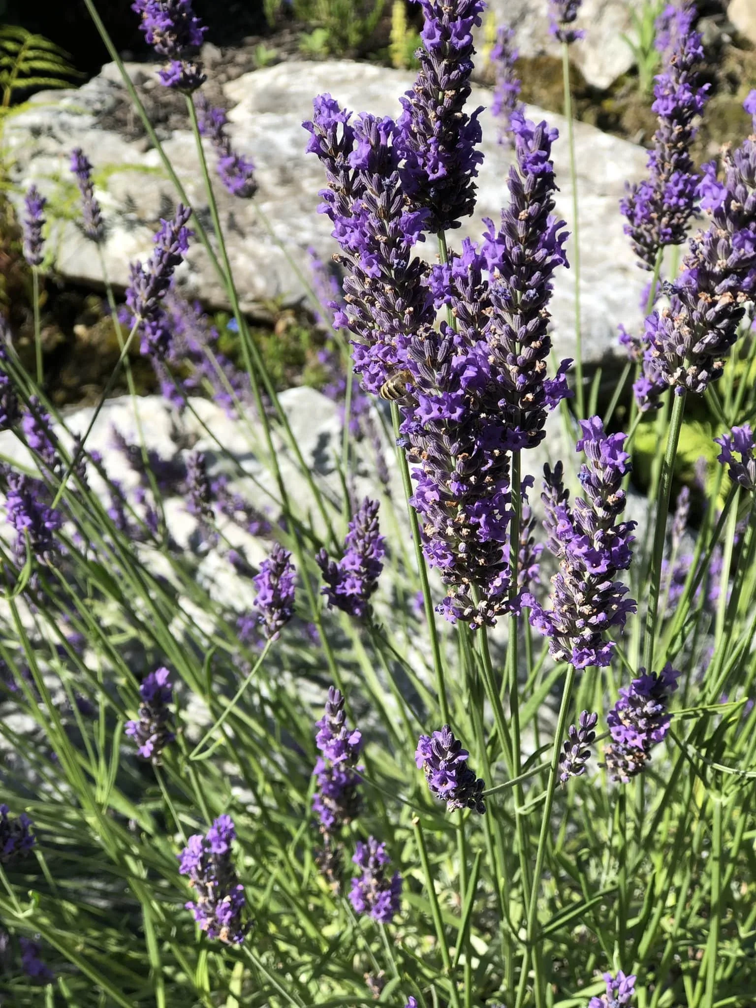 Lavender Botanical used in Lavender Coco Soap, NZ