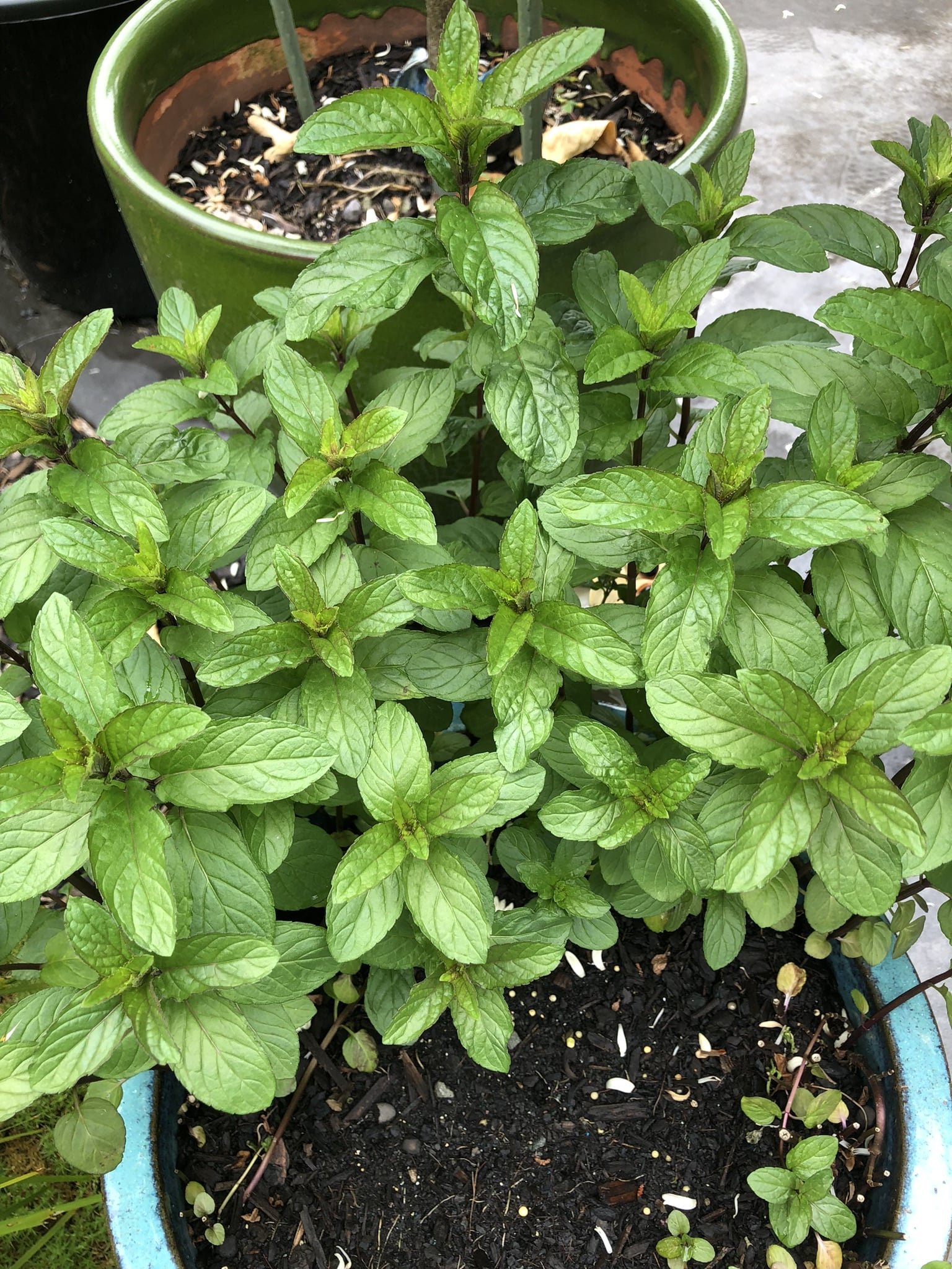 Peppermint botanical grown in wild māra garden, handmade soap, NZ