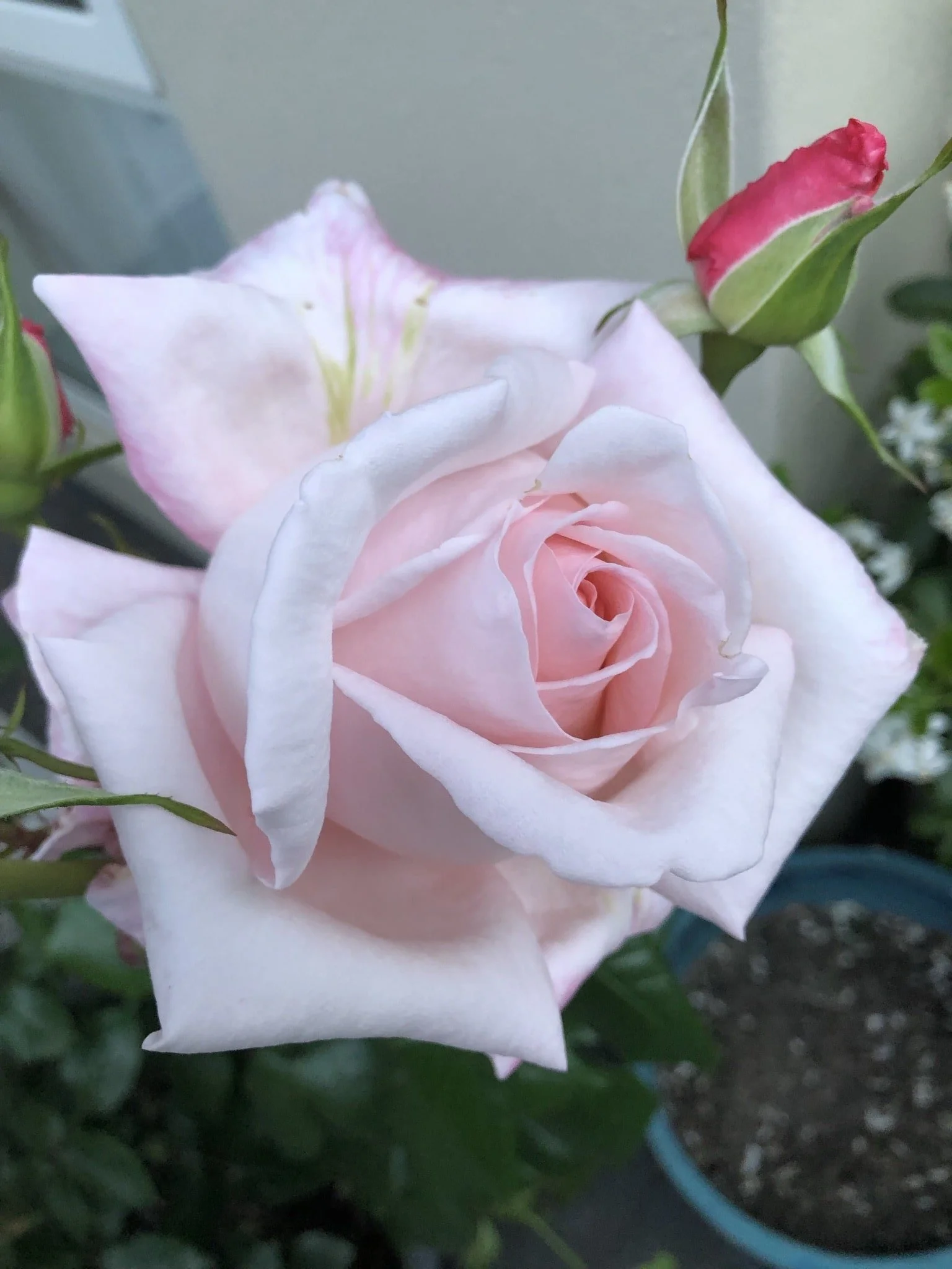 Aotearoa NZ Rose grown in the wild māra garden for the bath salts