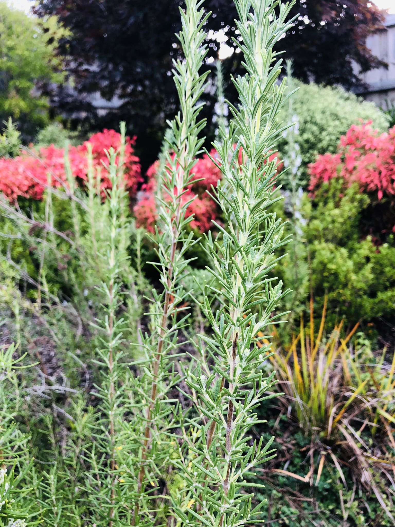 Rosemary botanical