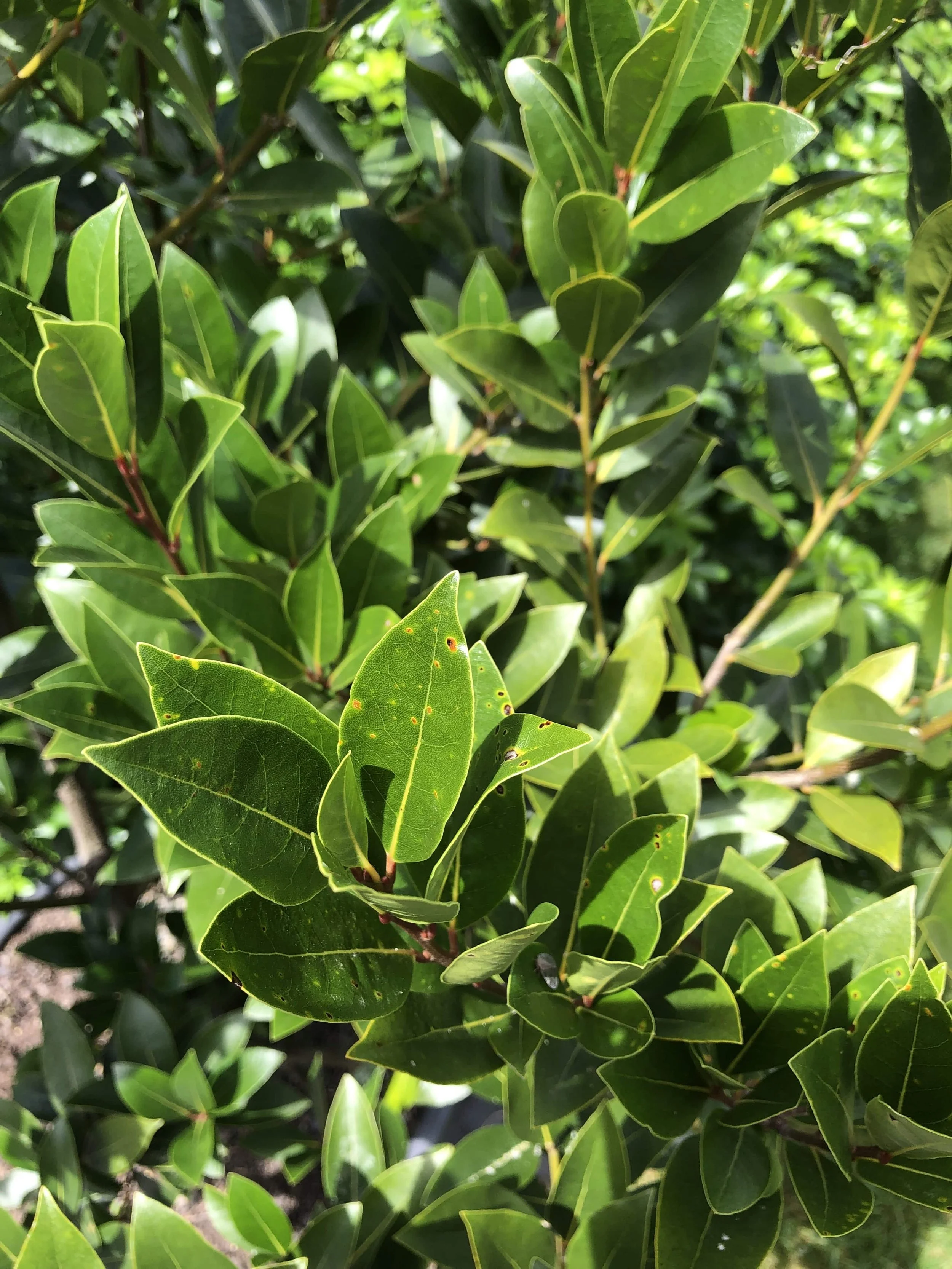 Bay Laurel Botanical grown in wild māra garden, handmade soap, NZ