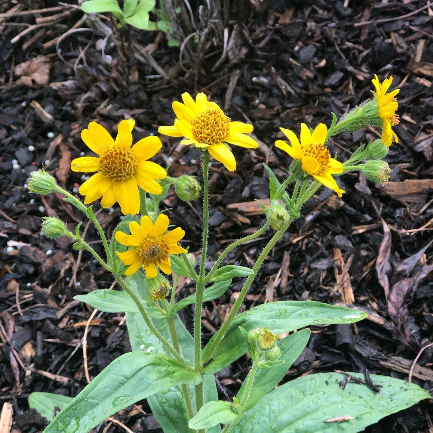 Arnica Botanical grown in wild māra garden for  Bath Salts, NZ