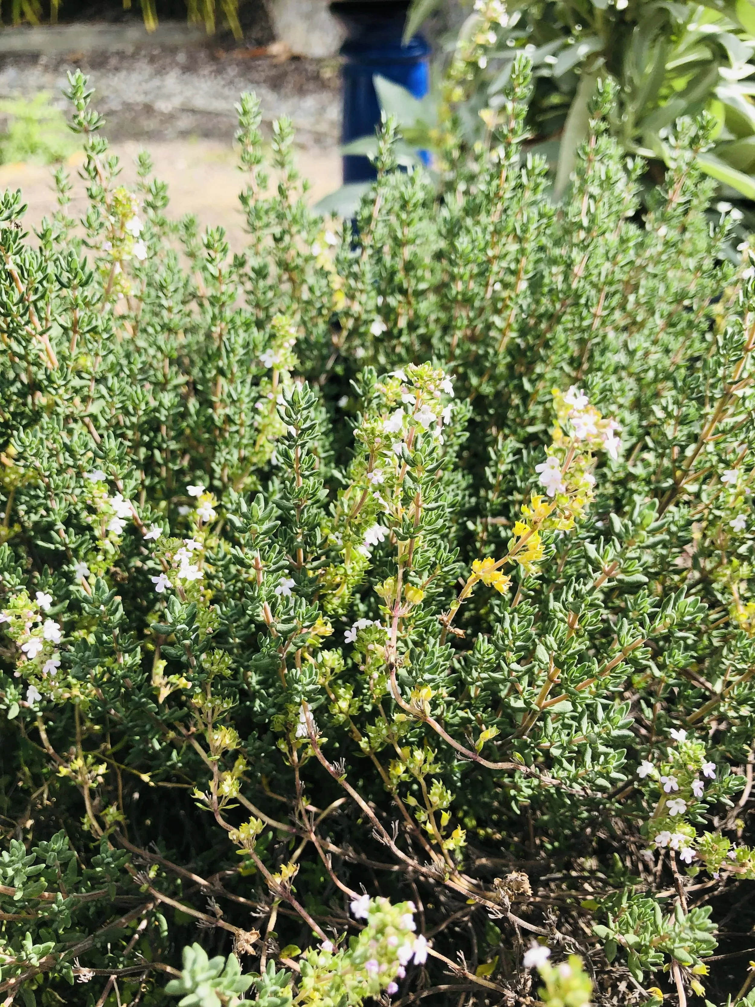 Thyme botanical grown in wild māra garden for facial soap, NZ