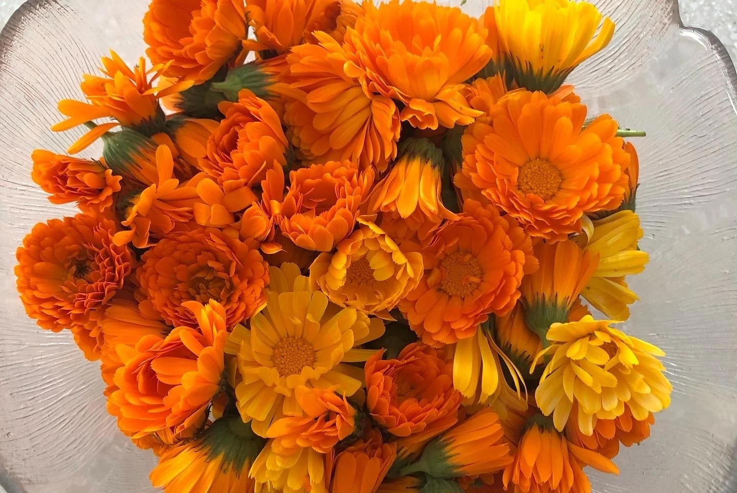 Calendula botanical used to make lip balm, Nelson, NZ