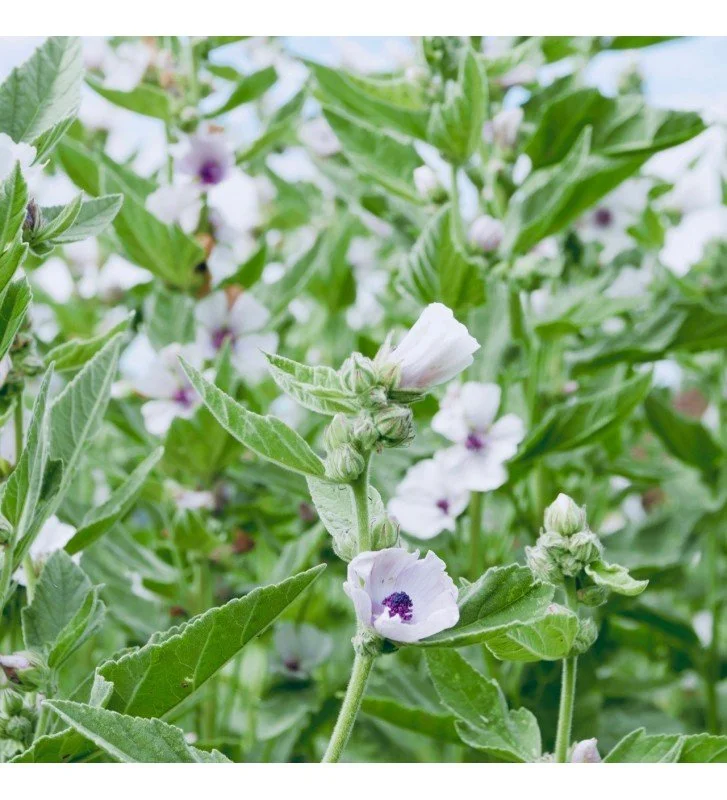 Marshmallow Botanical, used in Mandarin & Grapefruit Lip Balm, NZ