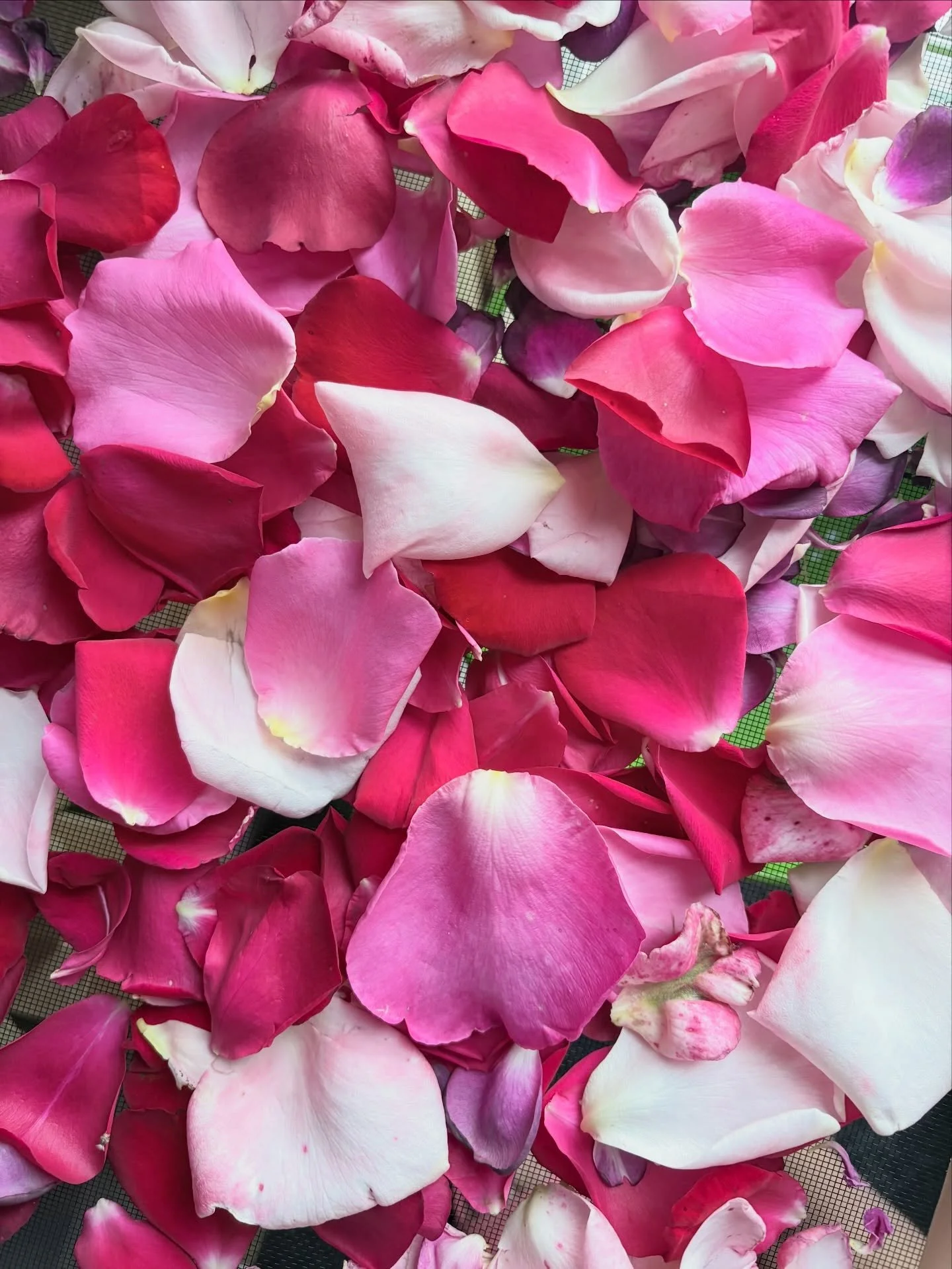 Freshly picked from the Wild Māra garden and onto the drying racks. Ready to be infused into gorgeous plant-based oils and made into beautiful soaps &amp; body care. 

Naturally Kind 

Debbie xx