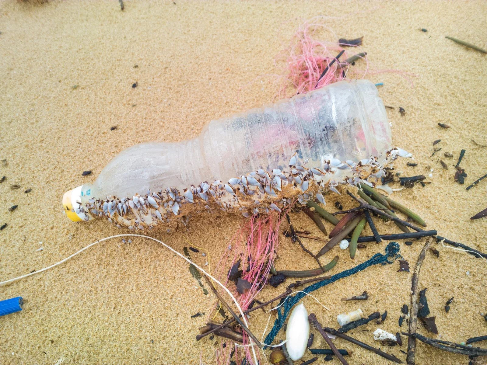 plastic bottle pollution on beach