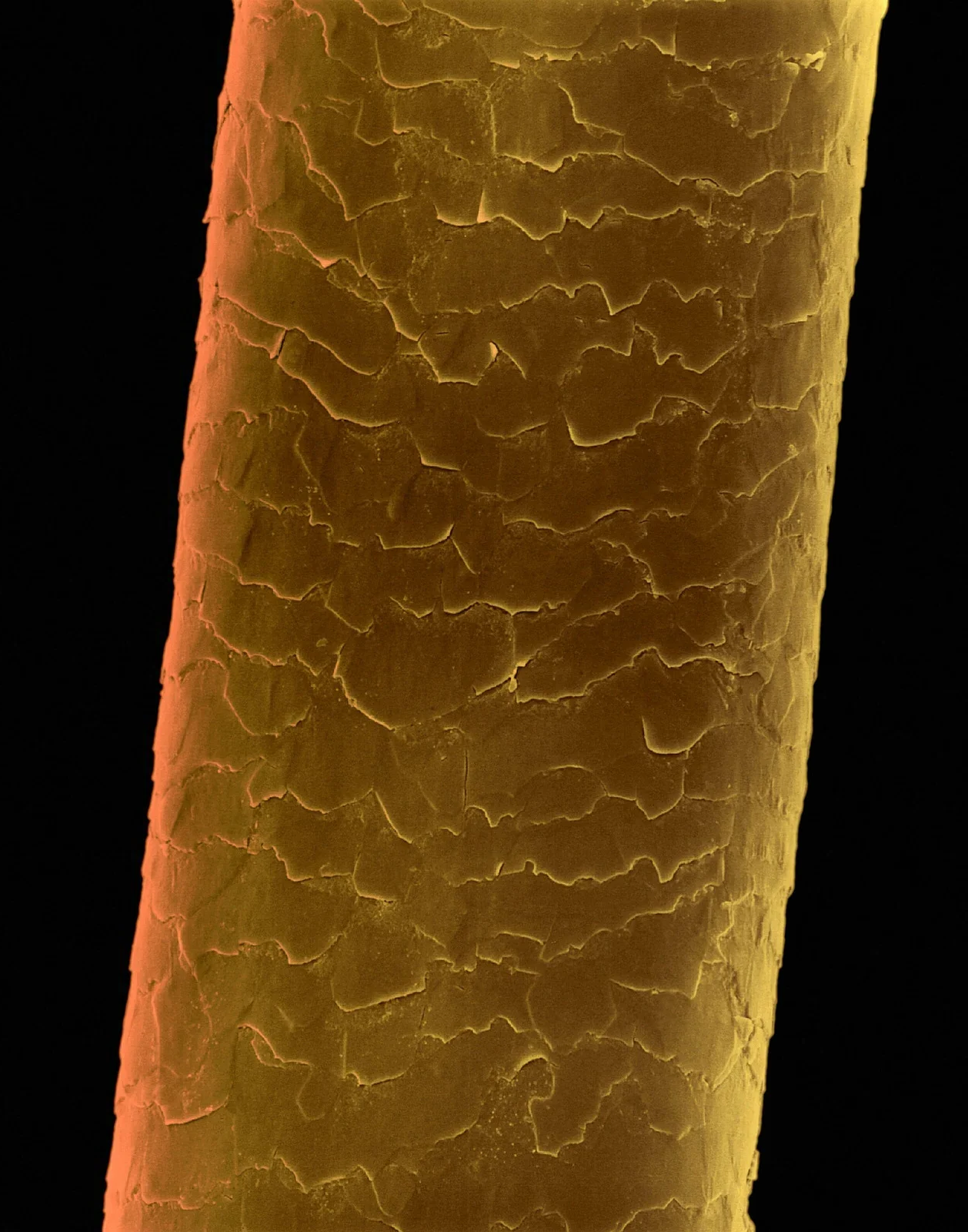 Human hair strand closed