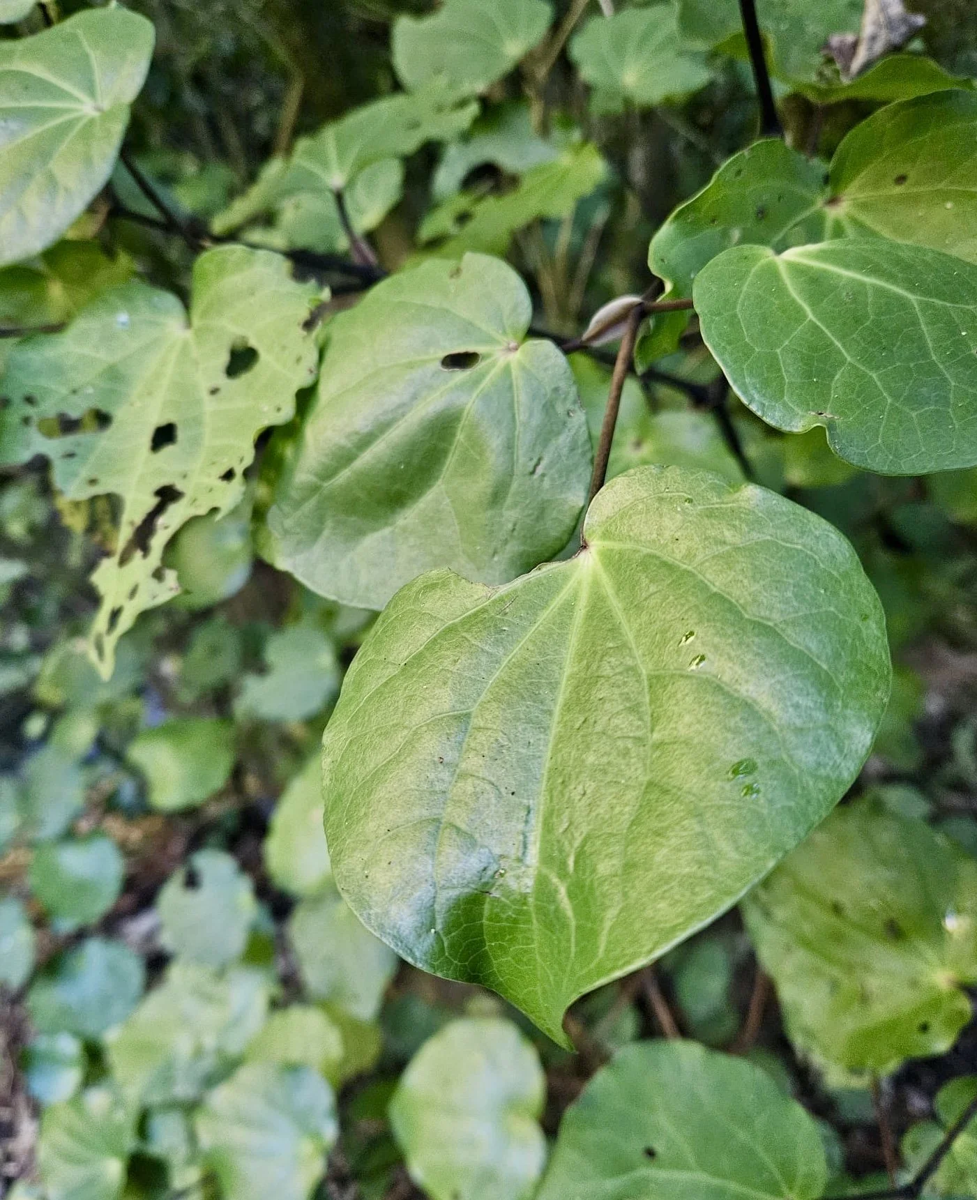 Kawakawa Botanical, locally harvested for lip balm, NZ