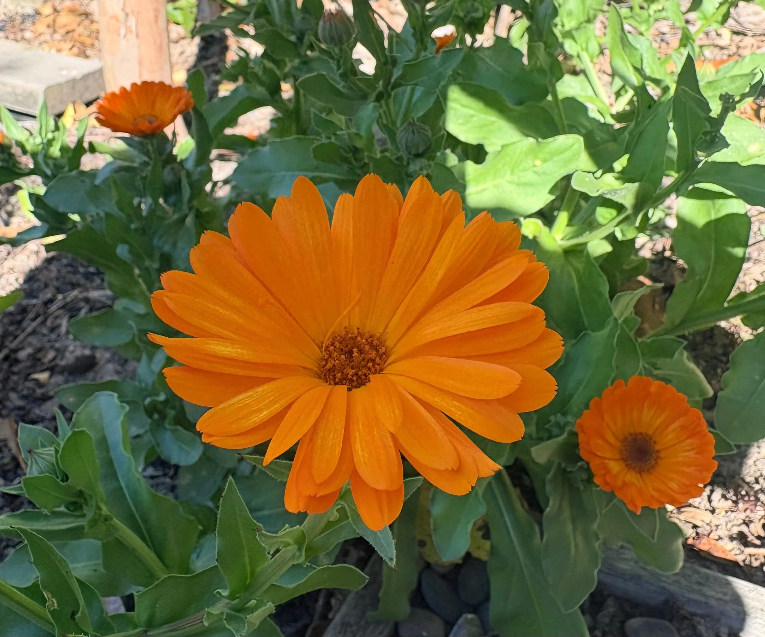 close up of a orange calendula flower from the Wild Māra garden