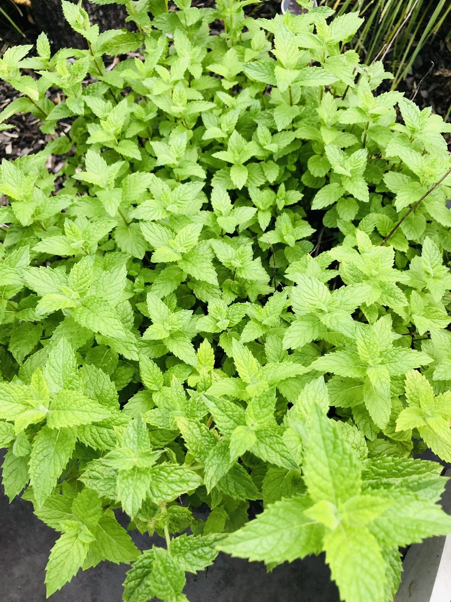 Lemon balm botanical grown in wild māra garden, handmade gin soap, NZ