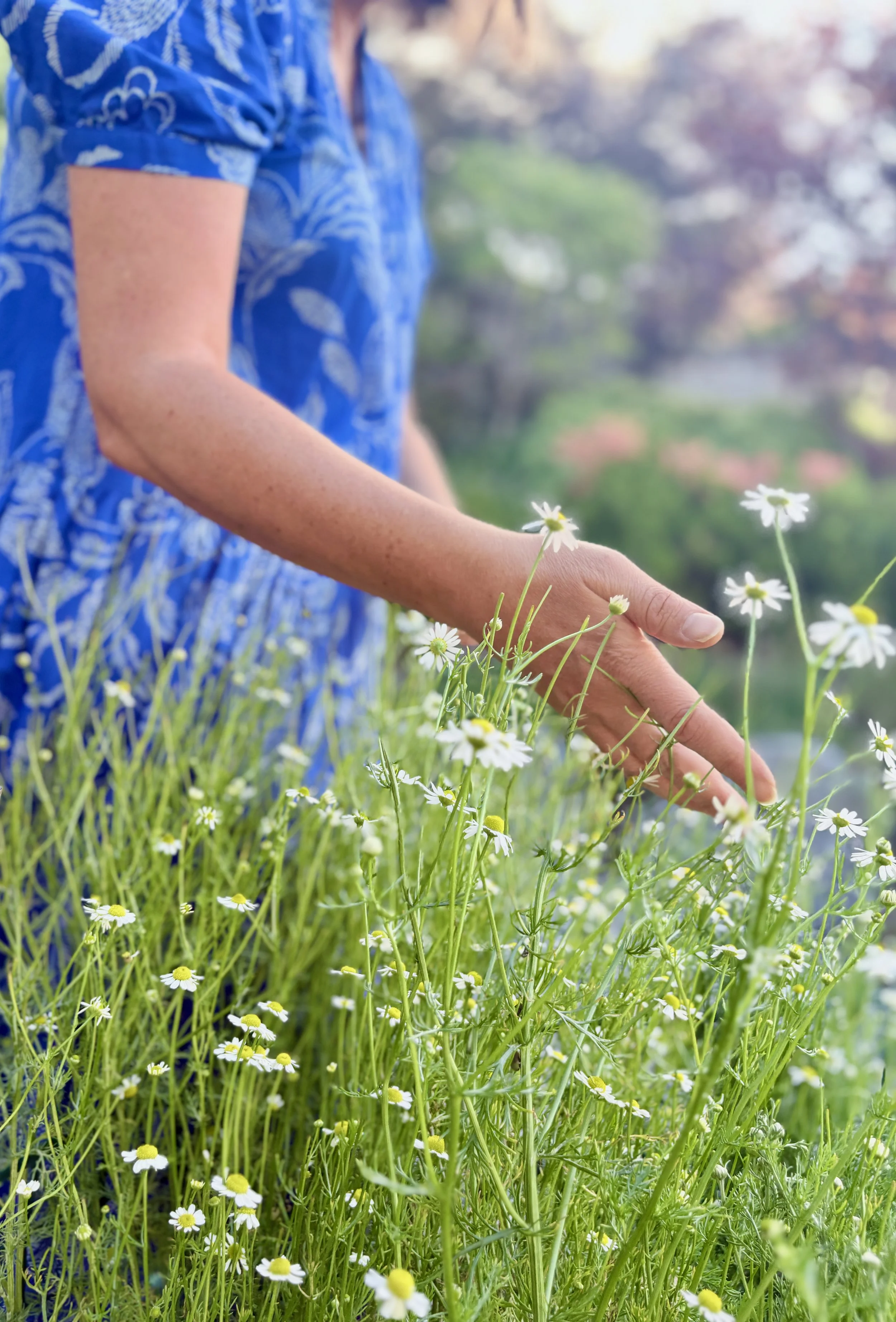Close-up of a person's hand and arm reaching out to touch white daisy flowers in a lush green field with a blurred background.