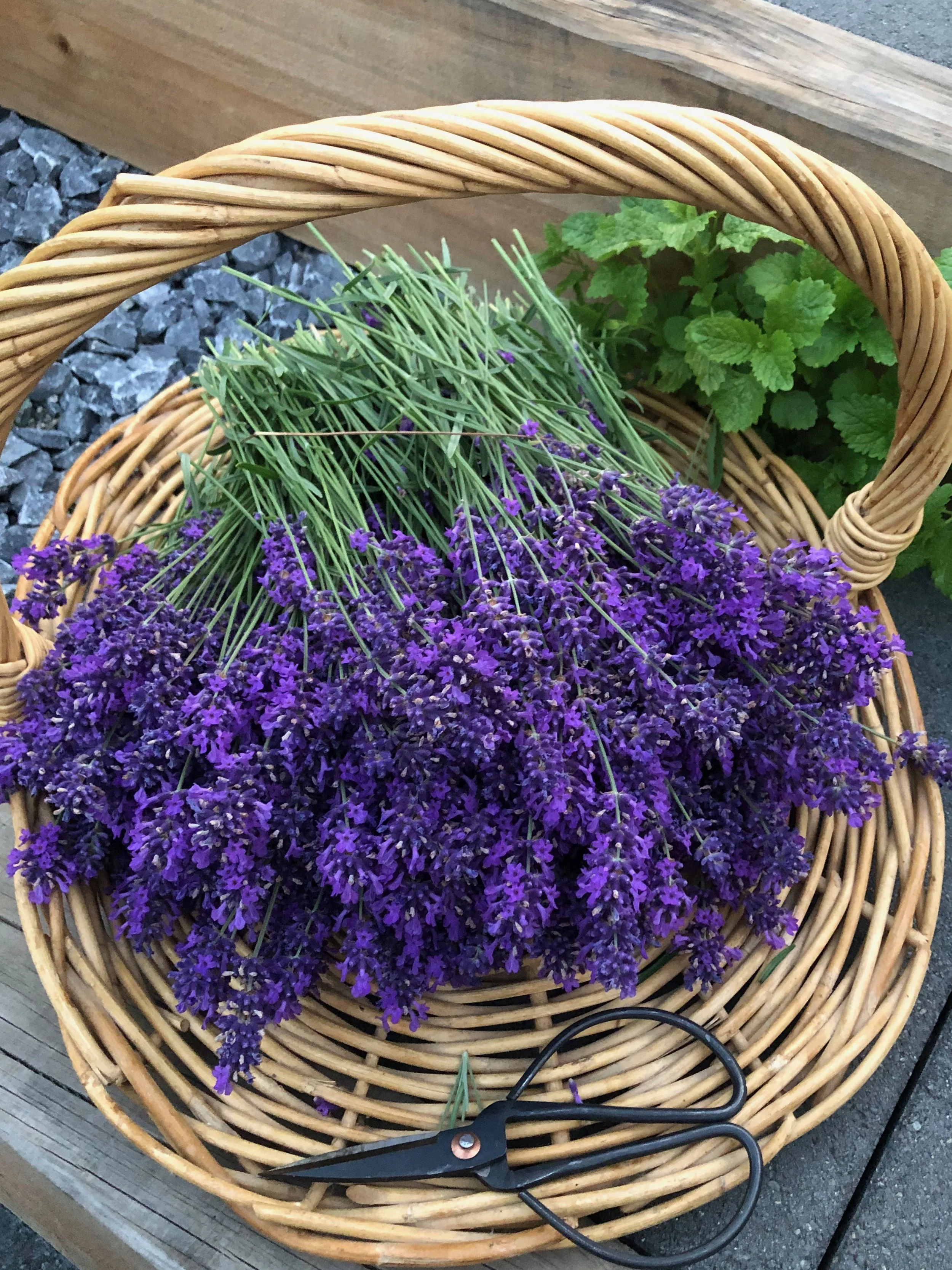 Wild Māra Natural Soaps and Bodycare New Zealand Lavender Flower