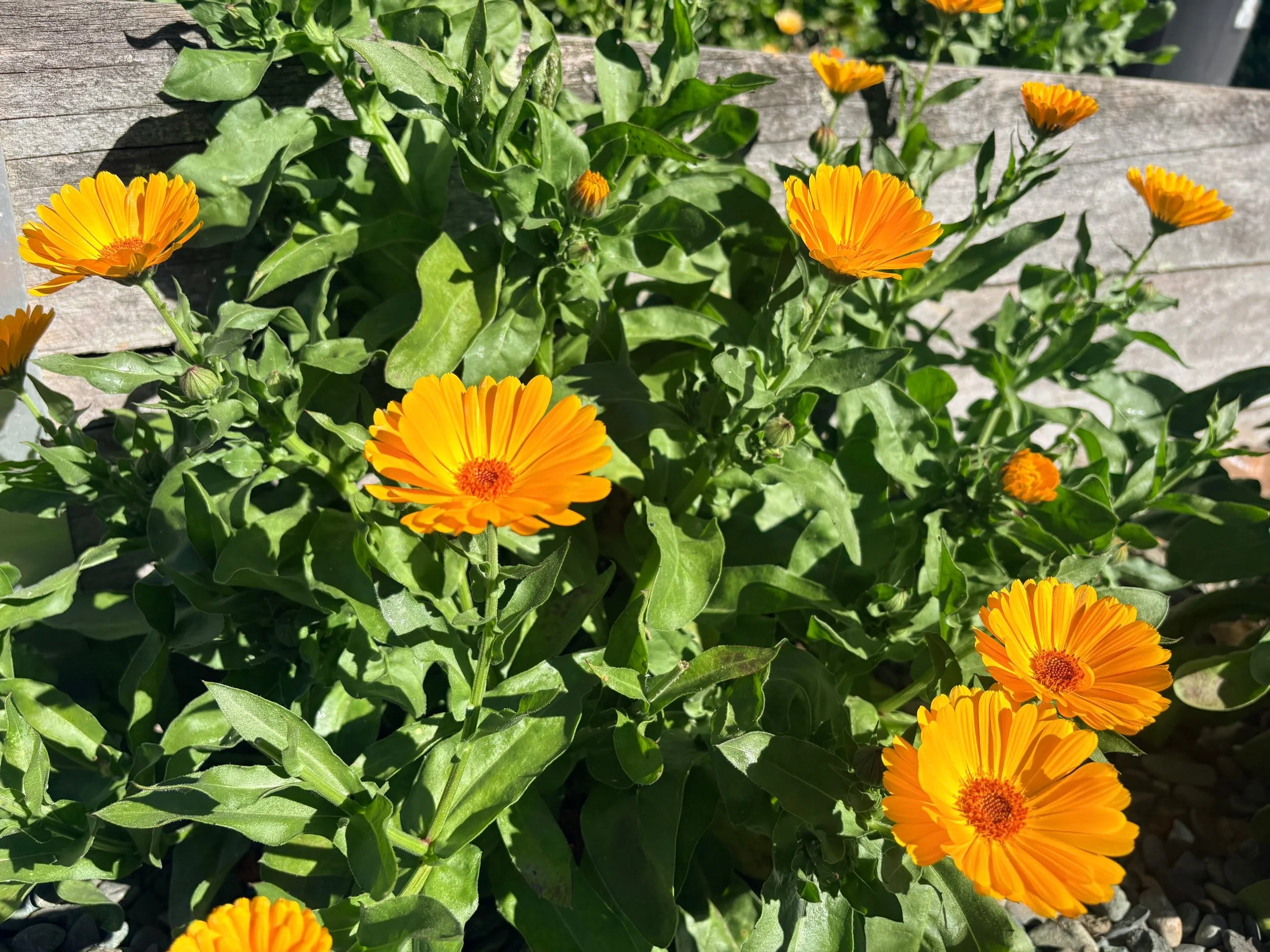 The Pharmacist's Garden - Calendula