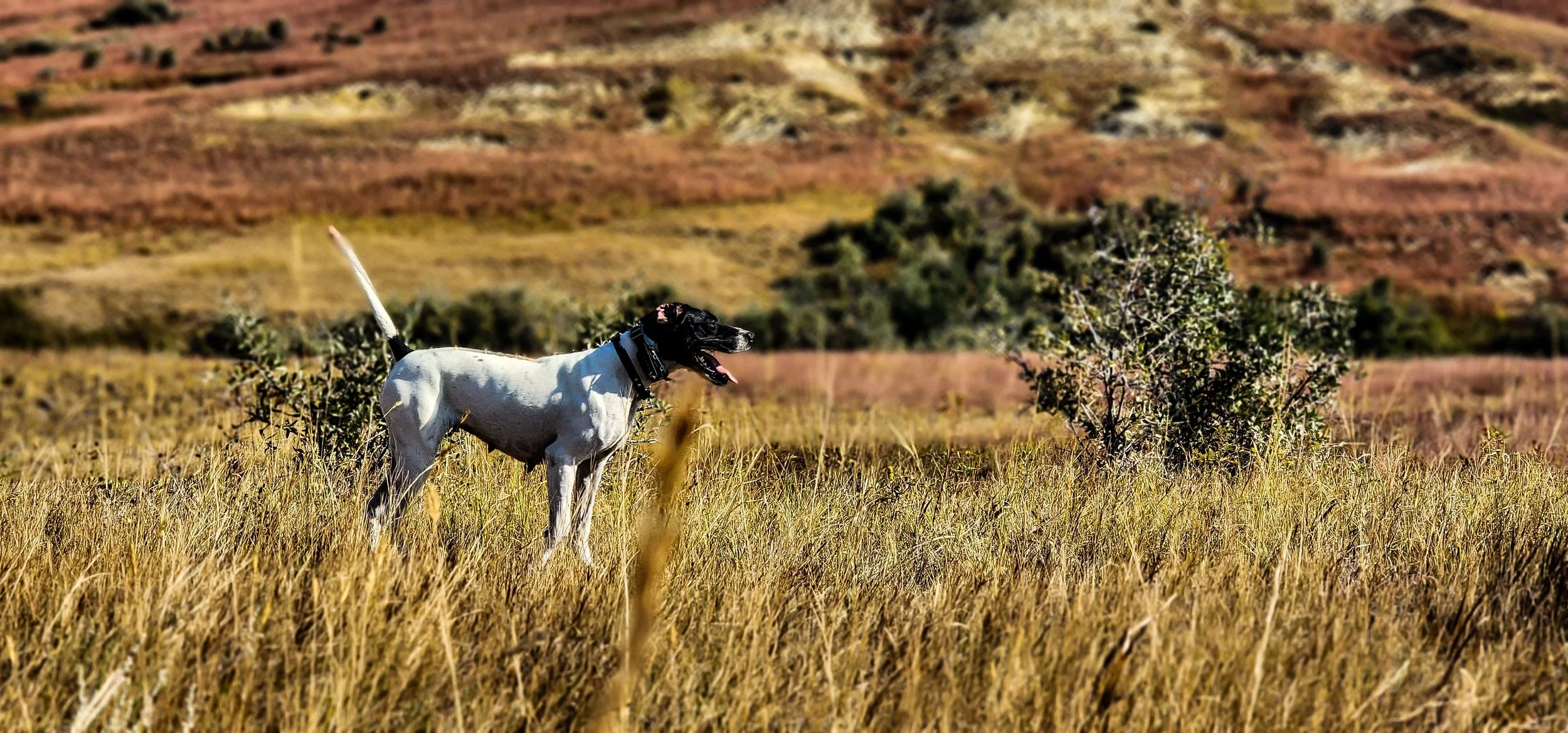 English Pointer Gun Dog