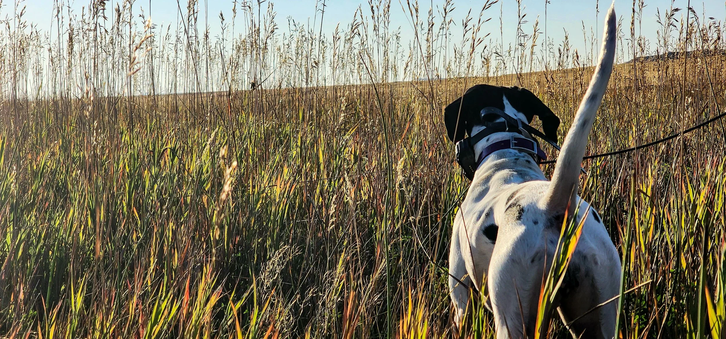 English Pointer Puppy