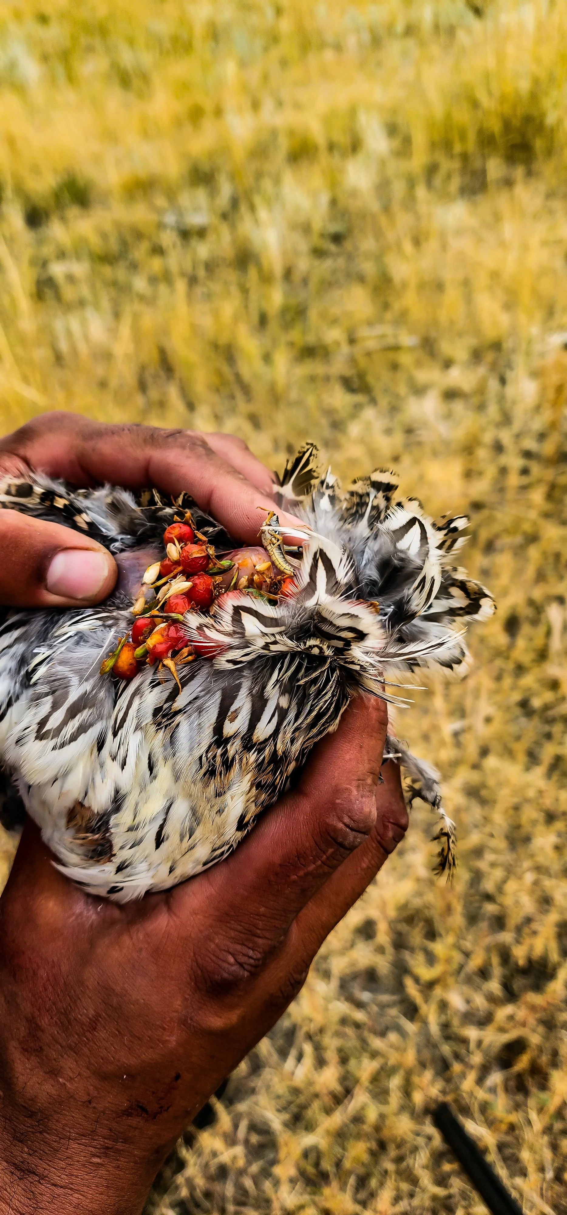 Sharptailed-Grouse