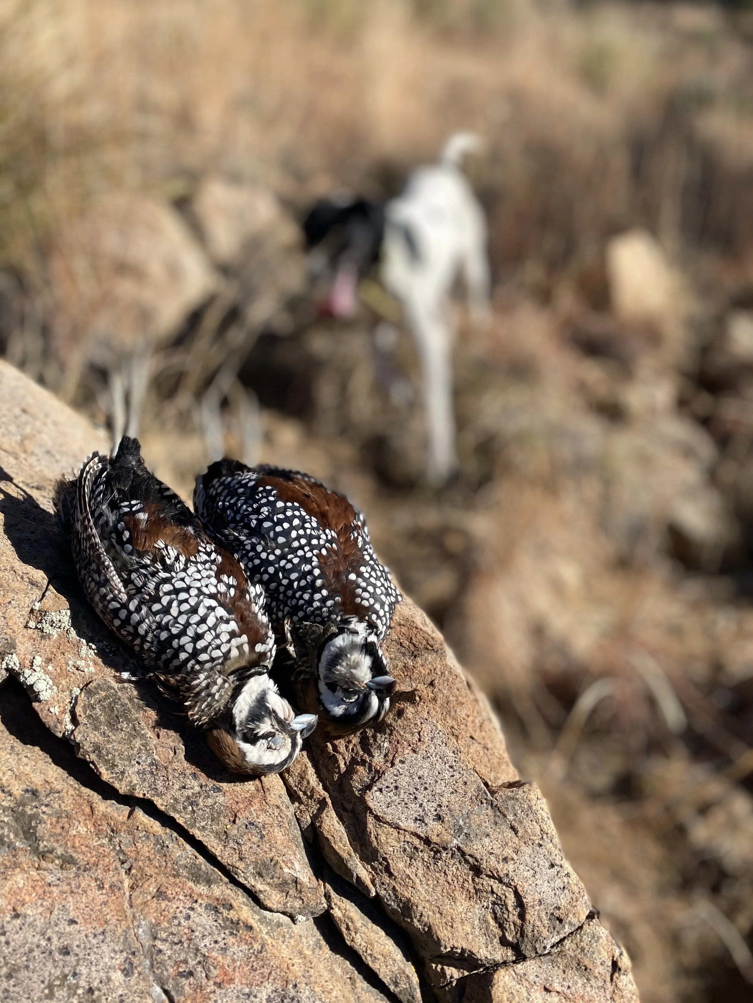 Mearns Quail Arizona Wing Shooting