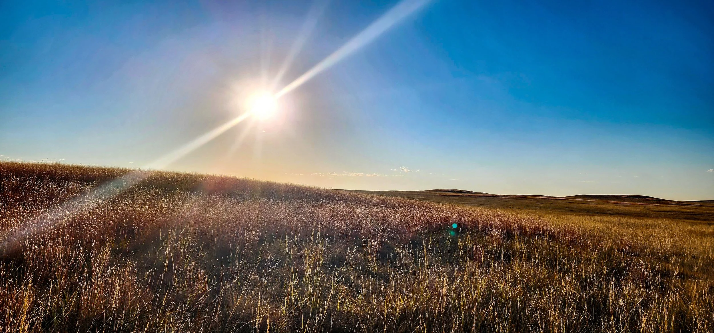 Montana Wing Shooting 