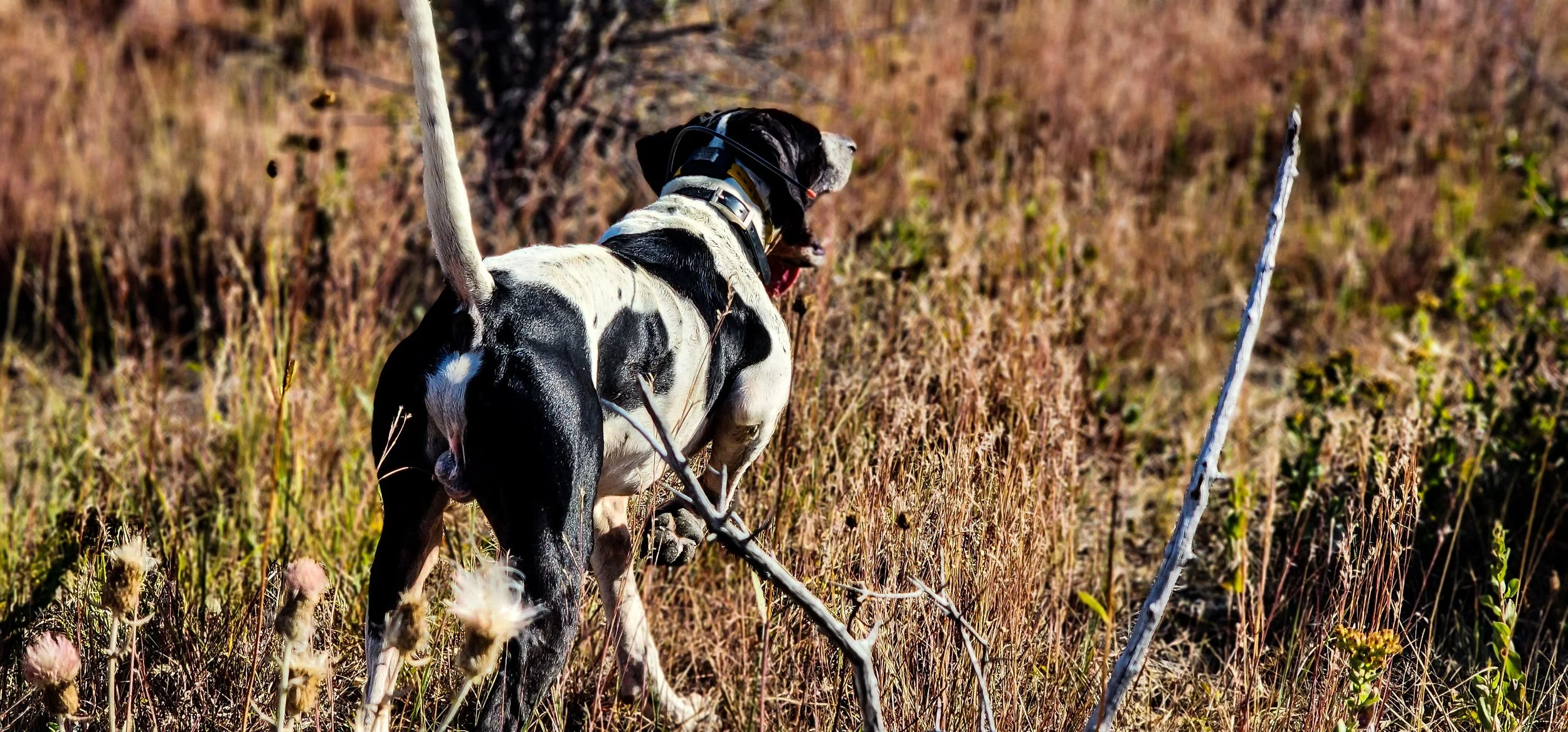 English Pointer Breeder Montana