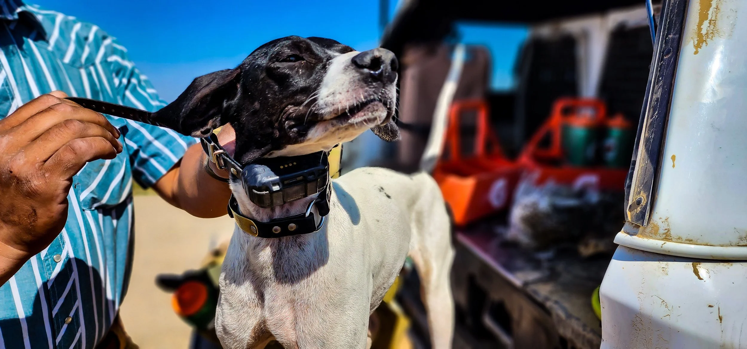 Montana Bird Dog 