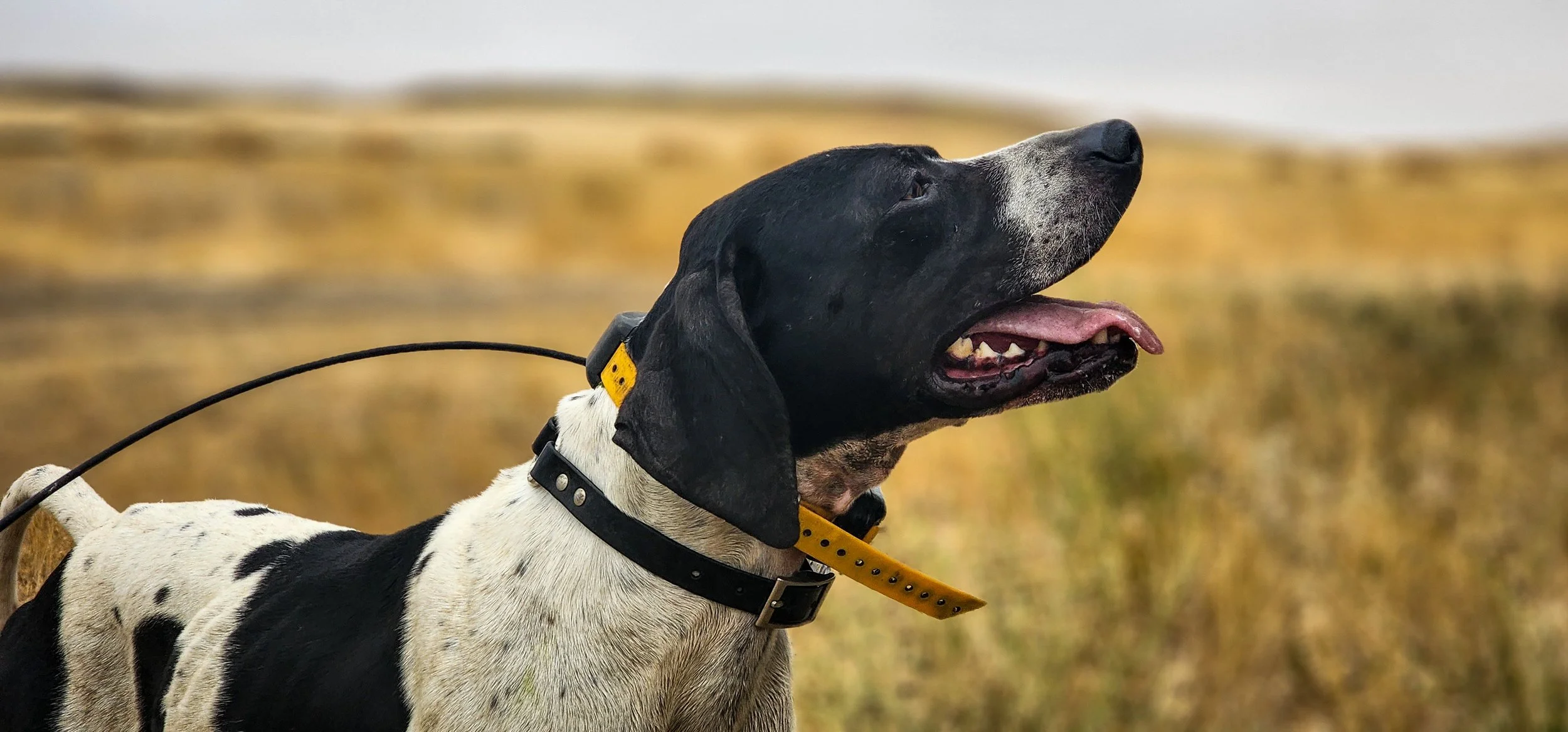 High Steppe Bird Dogs English Pointers for the wild bird Enthusiast