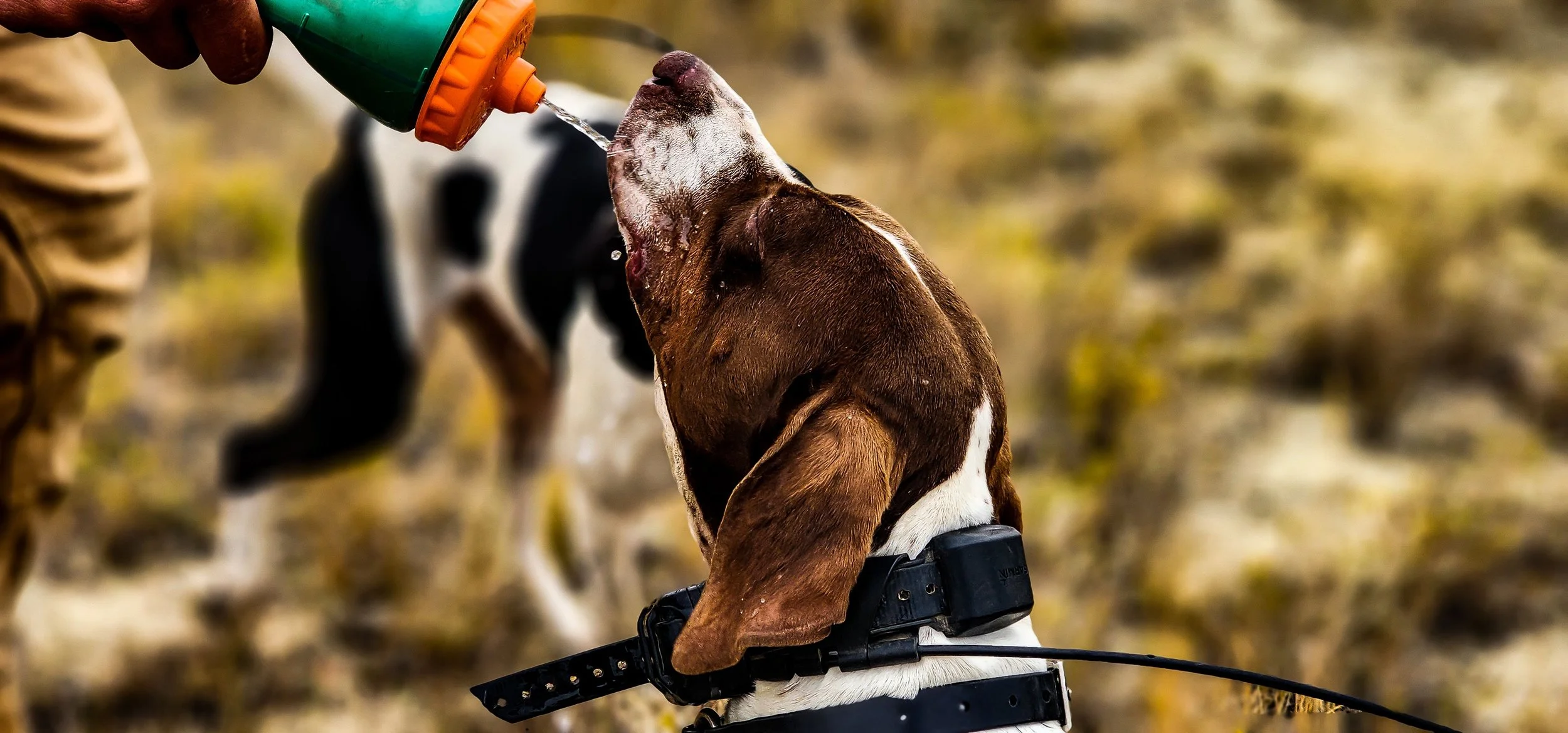 English Pointer Montana bird dog
