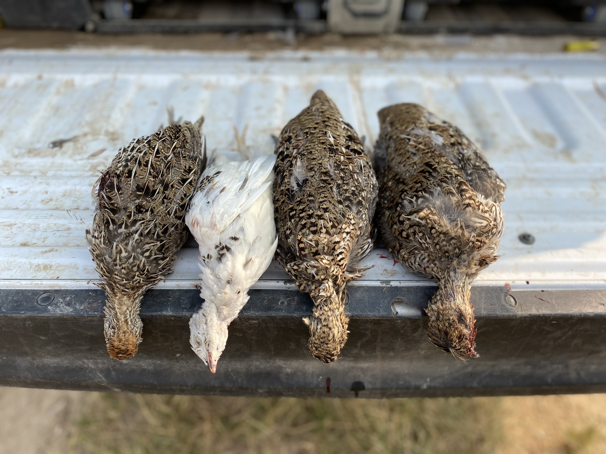Sharptail Sharp-tailed Grouse Montana upland hunting