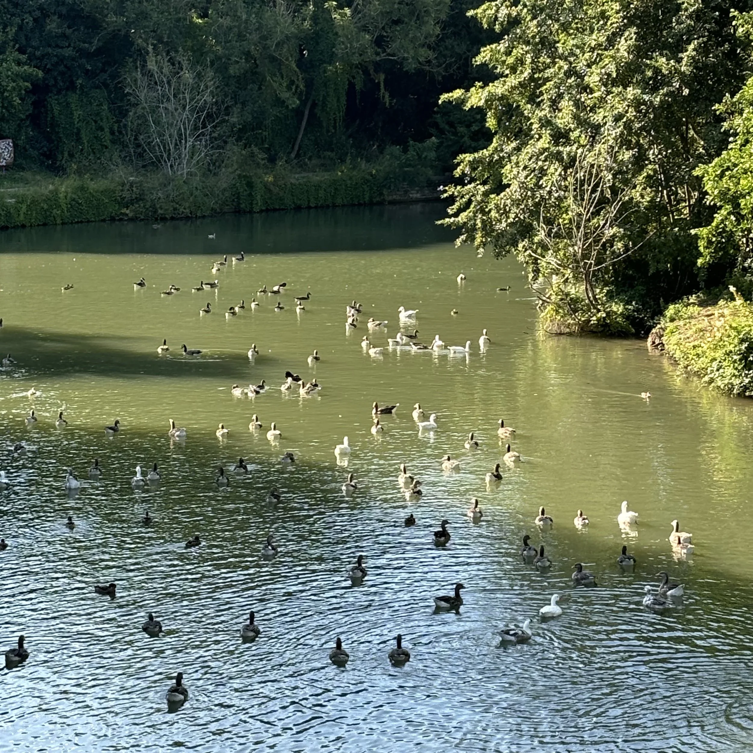 Ducks Oxford 12.jpeg