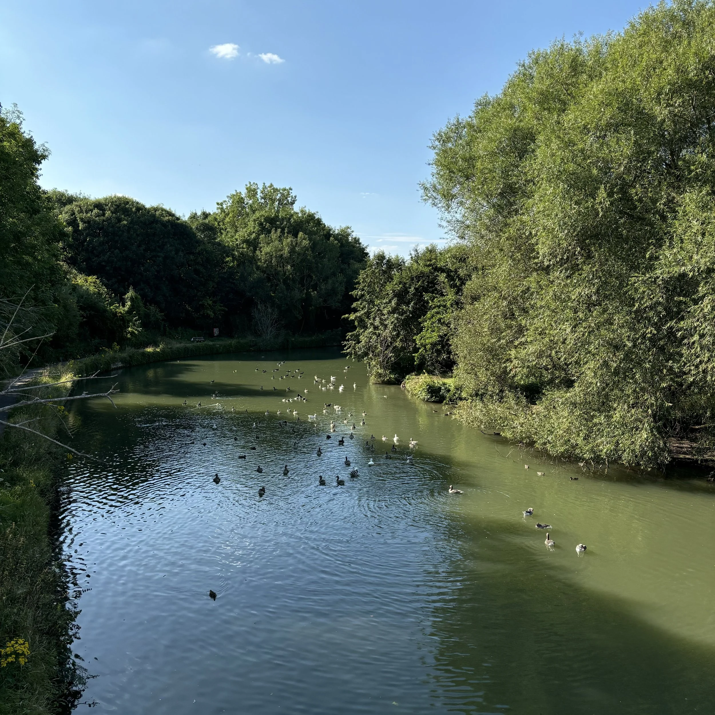 Ducks Oxford 11.jpeg