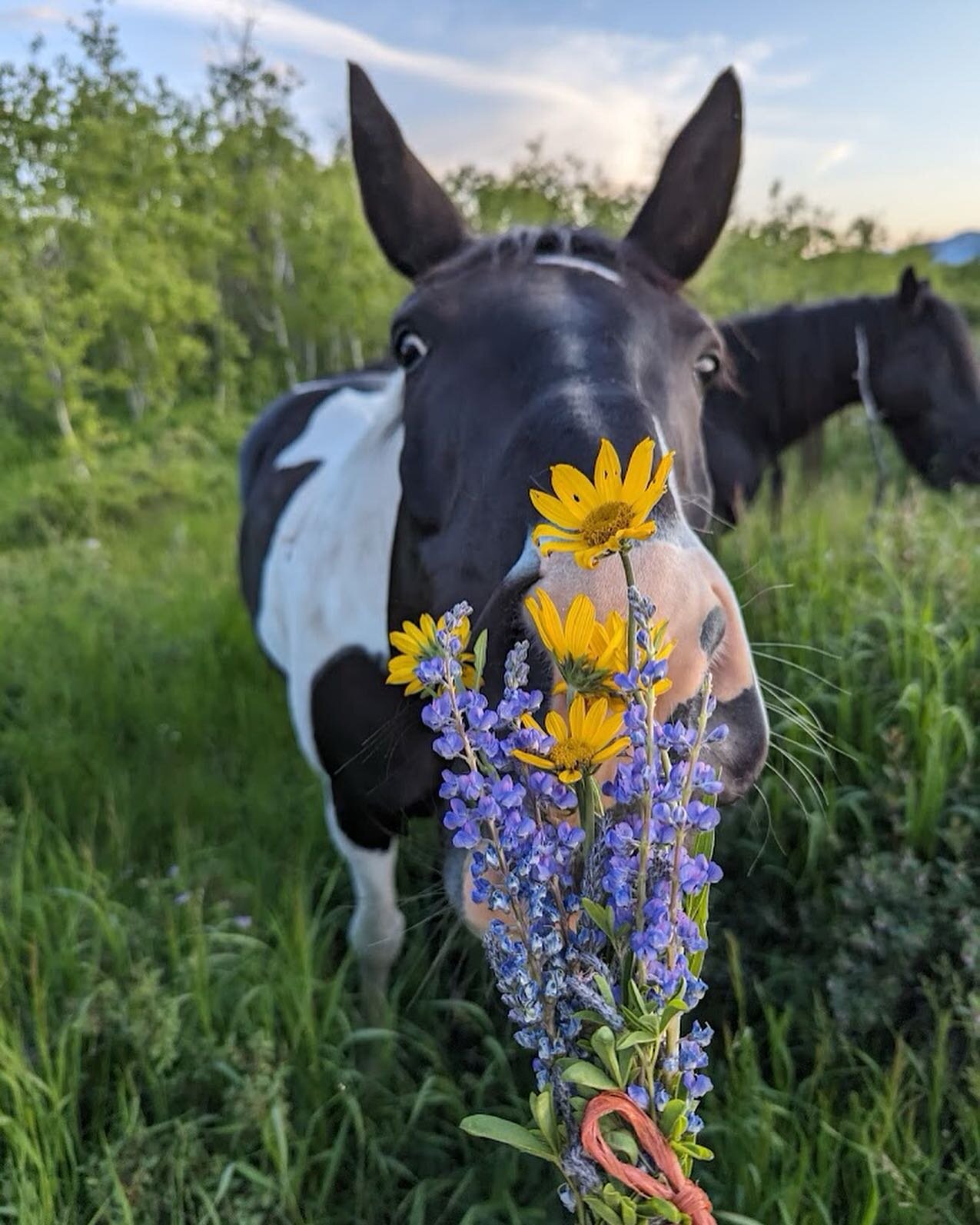Happy First Day of Spring from JH Outfitting Company! Get out on a ride and come smell the flowers with one of our favorite horses Doc and our wranglers! Link in bio for more info.

www.jhoutfittingcompany.com 

#spring #flowers #horse #bucketlist #b
