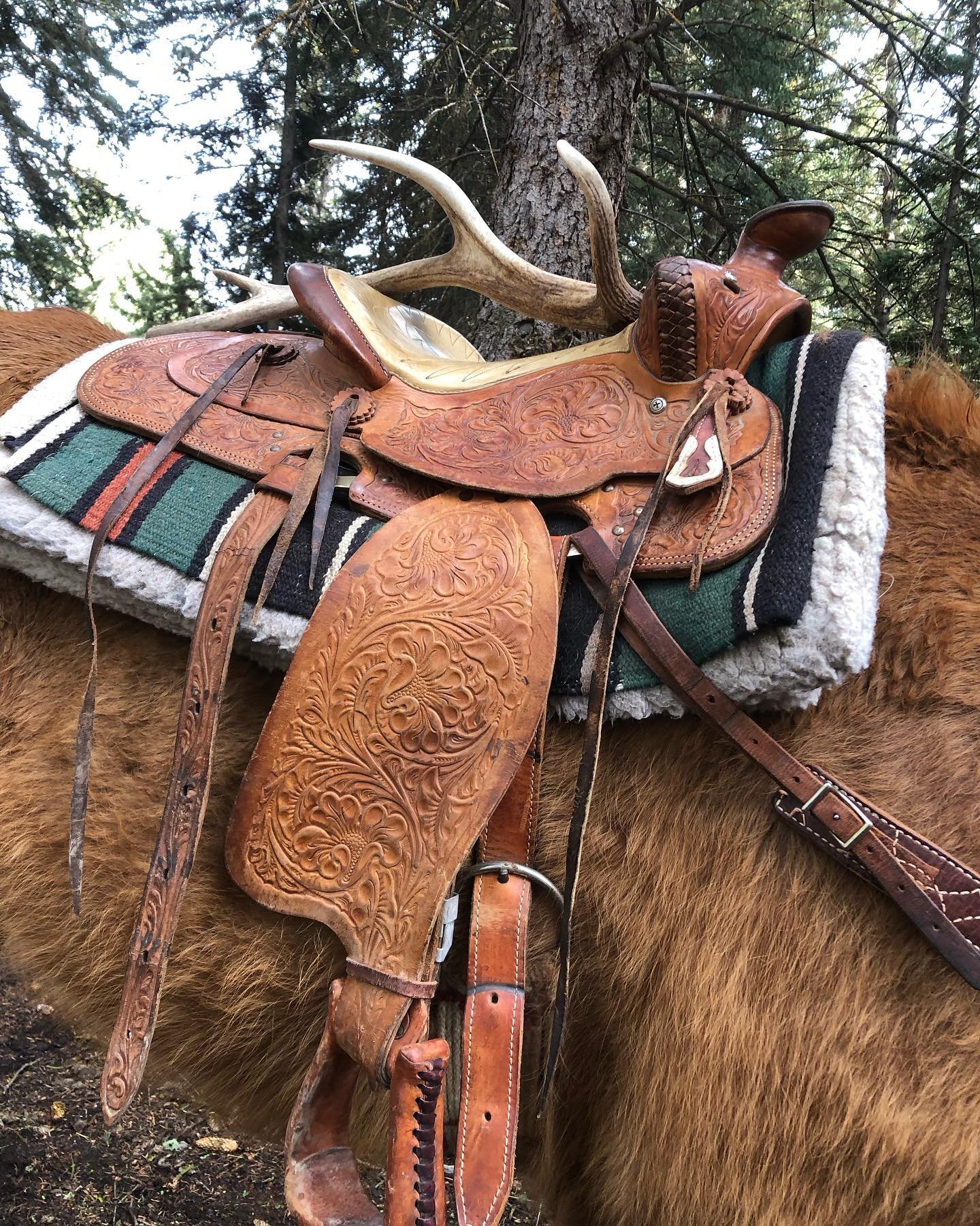 Our Spring rides have started up for the 2024 season! Book your seat in a saddle with JH Outfitting Company while open saddles are still available! You might even get lucky and find an elk shed! Link in Bio for more information.

www.jhoutfittingcomp