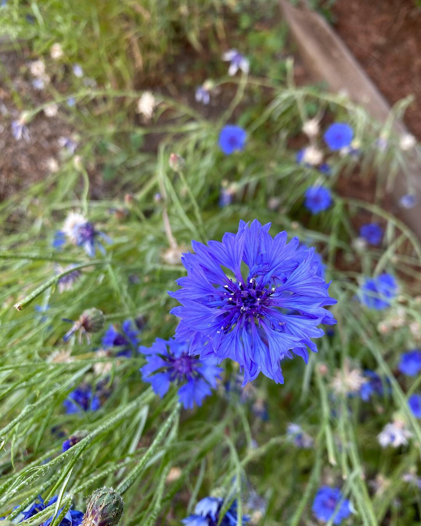 #funfactfriday Looks can be deceiving! All of these beautiful flowering plants are in fact non-native and invasive. They were introduced on purpose, but escaped  their intended settings with negative consequences.😱

Slide 1: cornflower
Slide 2: comm