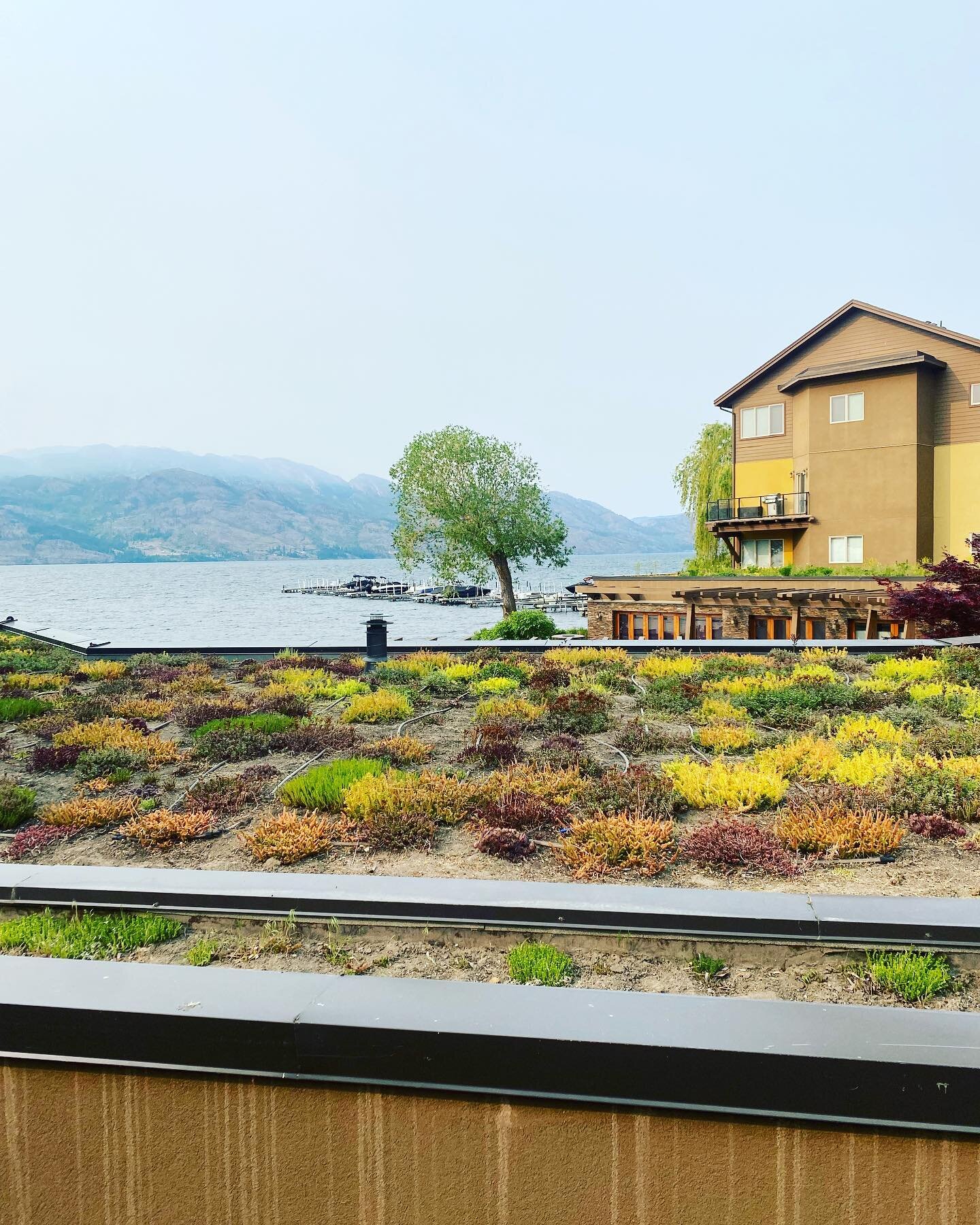 Smokanagan had begun&hellip;eerie morning looking out towards the lake. The live roof &lsquo;pops&rsquo; well with a smoke backdrop though🥴.

#smokanagan #okanaganpropertymaintenance #okanaganpropertymanagement #westkelowna #bluelimeteam