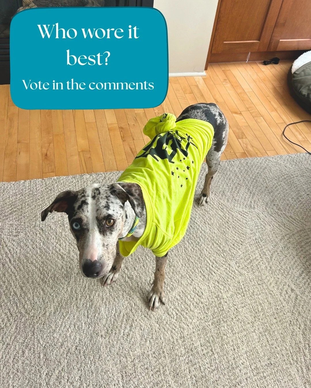 Our team uniforms are built for comfort and recognizability... and apparently also for fishing trips, bike rides, and spontaneous dog modeling gigs. 
Swipe to see the lineup and drop your vote: who wore it best?
#whoworeitbest #okanaganbusiness #pr