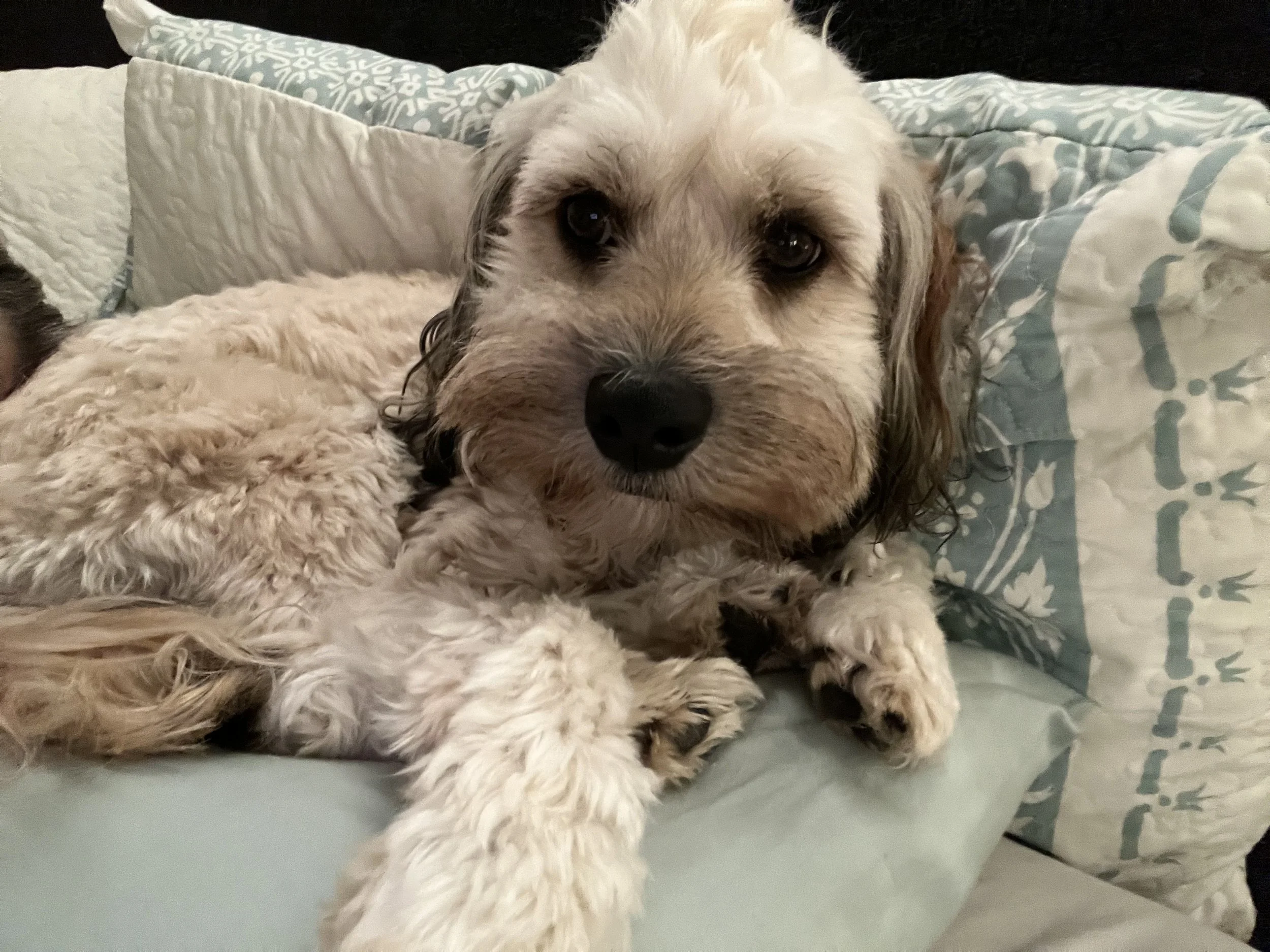 K9 and Co Adventure Camp Brisbane Dog Daycare Pricing