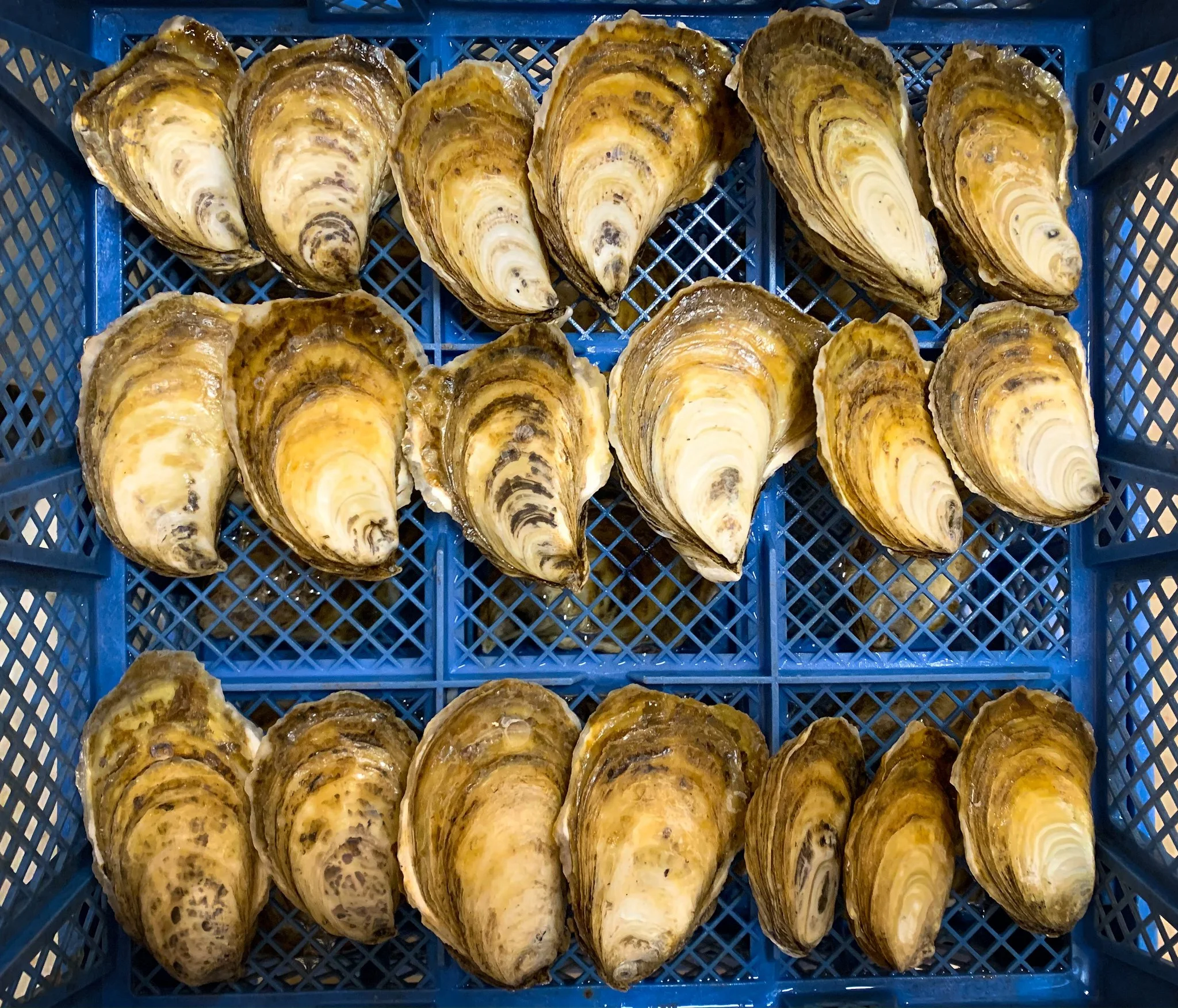Vibrio Saga, Part III — New study shows climate change has brought oyster-borne pathogen to Atlantic Canada