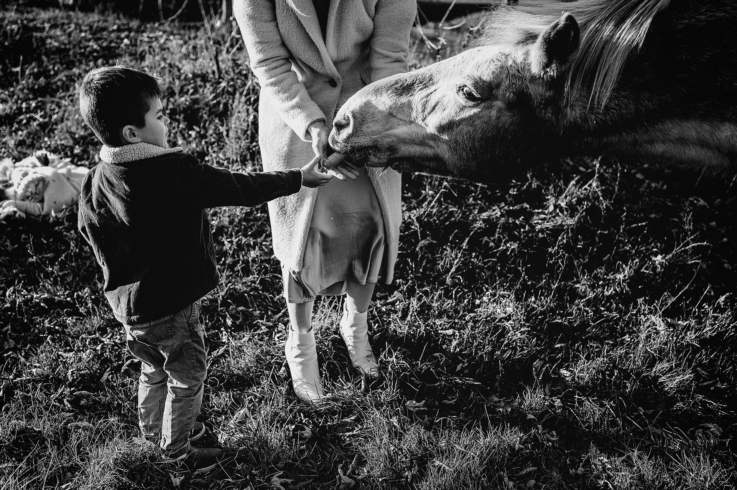 AKRON-OHIO-FAMILY-PHOTOGRAPHER-FARM-HORSES-1.jpg