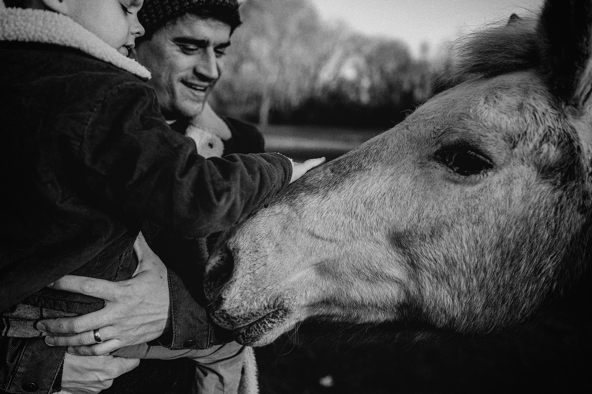 AKRON-OHIO-FAMILY-PHOTOGRAPHER-FARM-HORSES-20.jpg