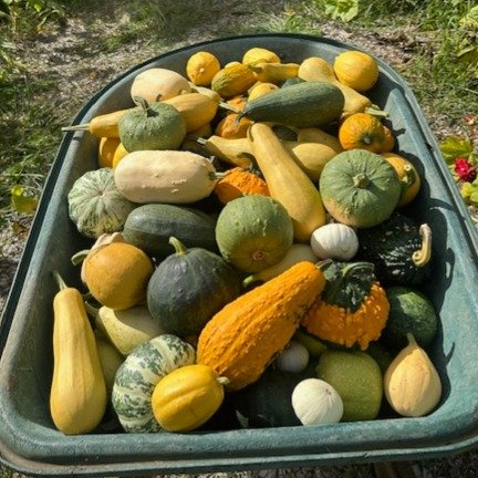 Its Farmers Market week and we are Celebrating all things Autumn &amp; Pumpkin! 

We are gearing up for our pumpkin competition, who has the biggest pumpkin &amp; who has the most unique!

Get in your gardens and bring along your wonderful and wacky 