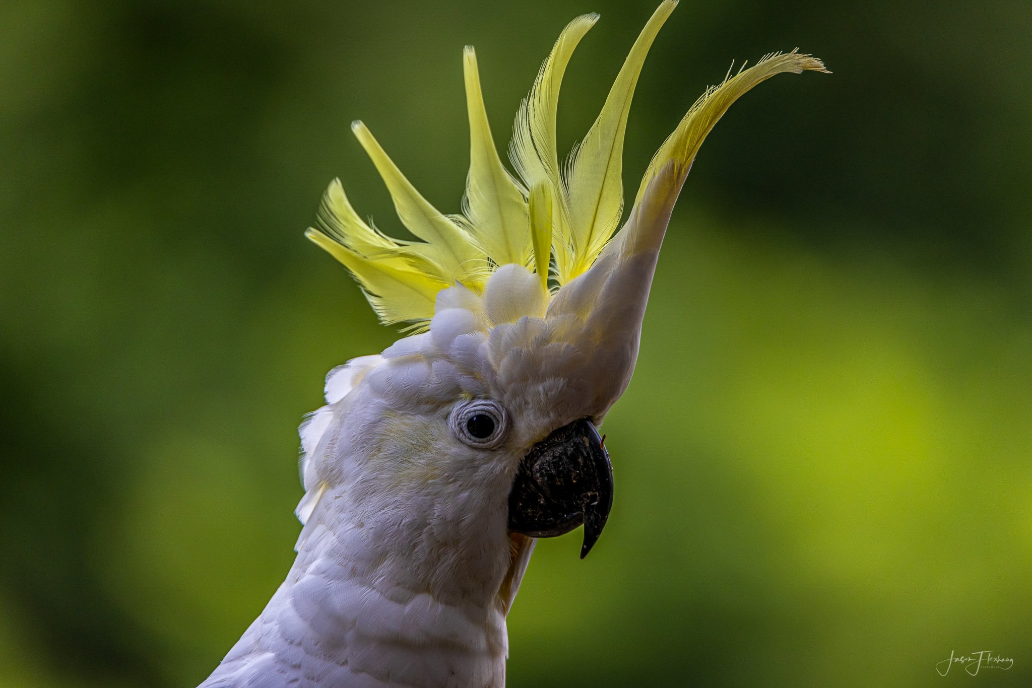 Wildlife