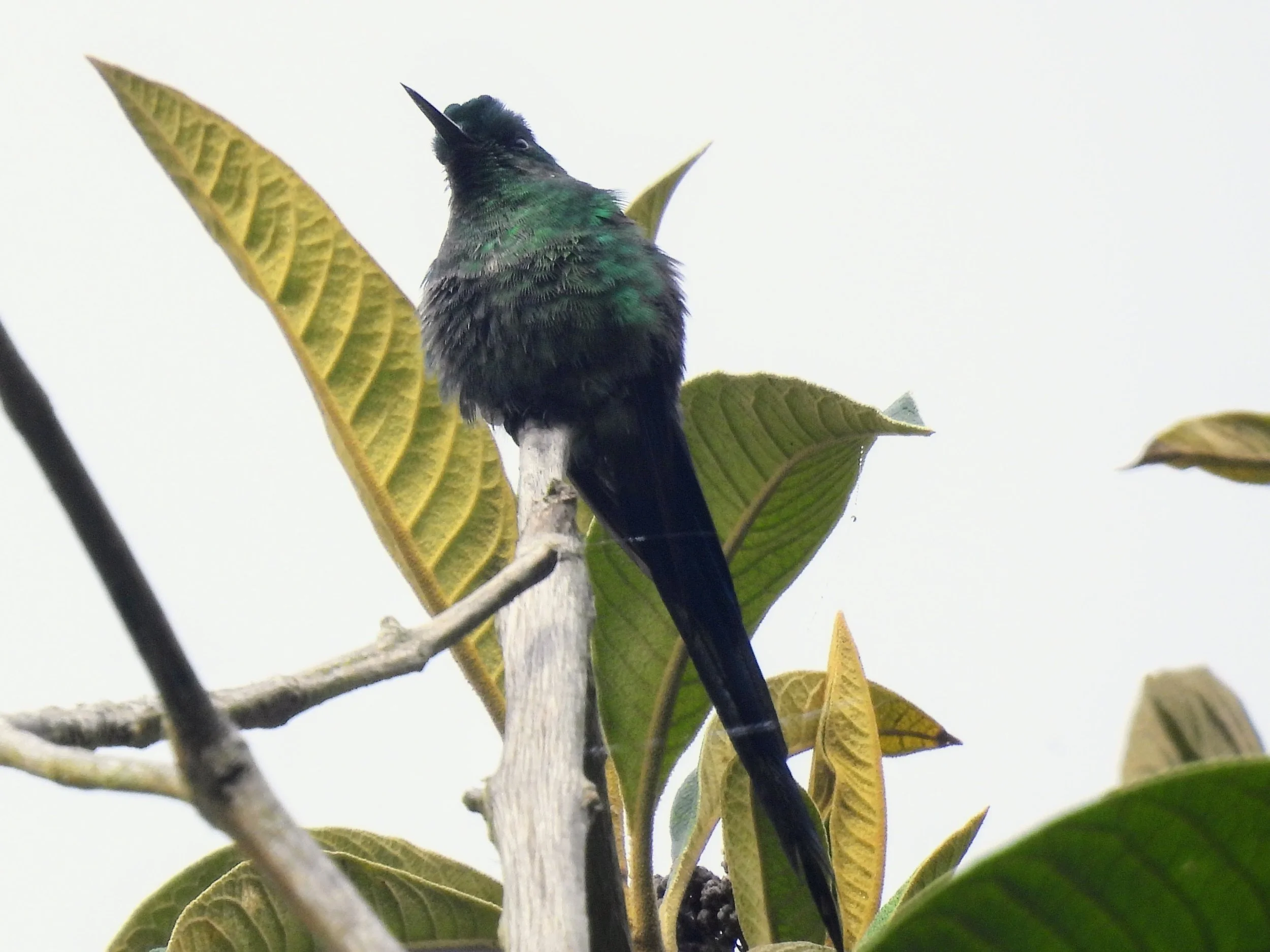 Long-tailed sylph bird