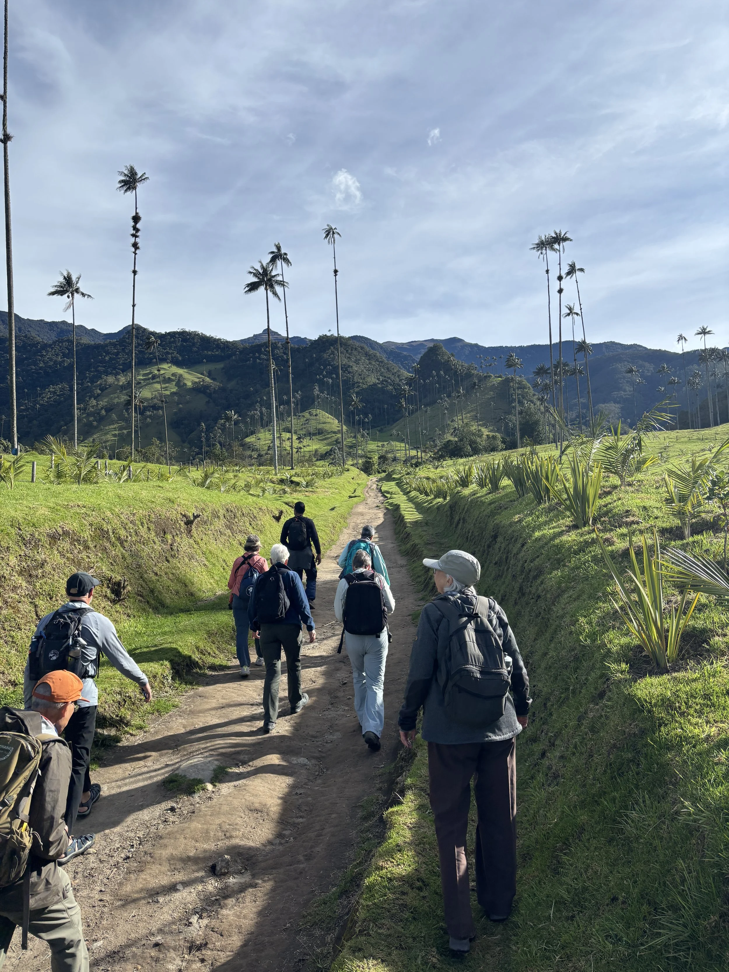 group walking on trail among tall palm trees