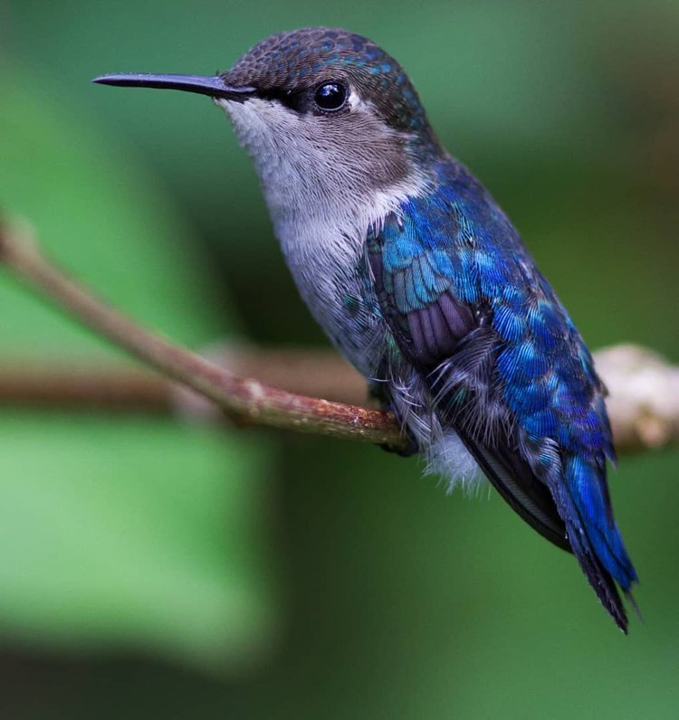 blue-hummingbird.jpg